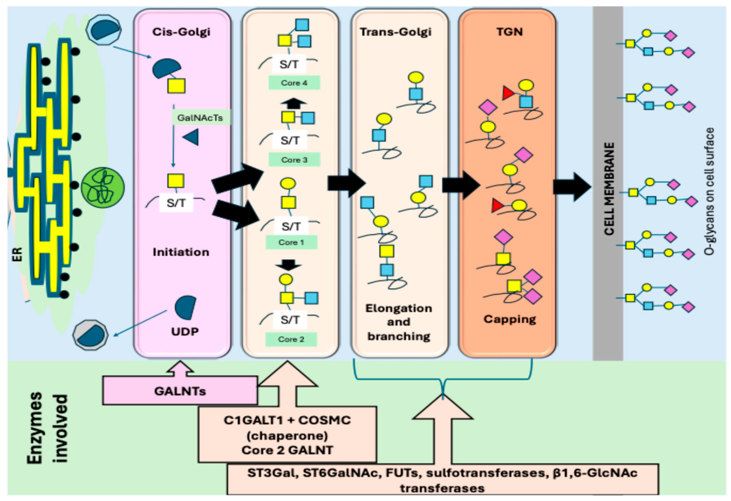 Biomedicines 14 00005 g003