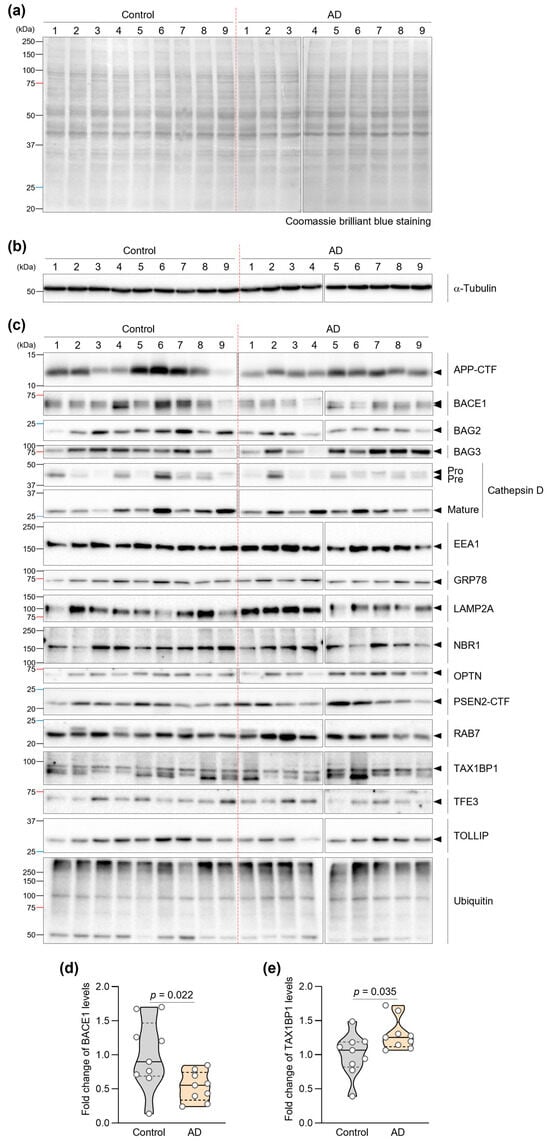 Biomedicines 14 00034 g001