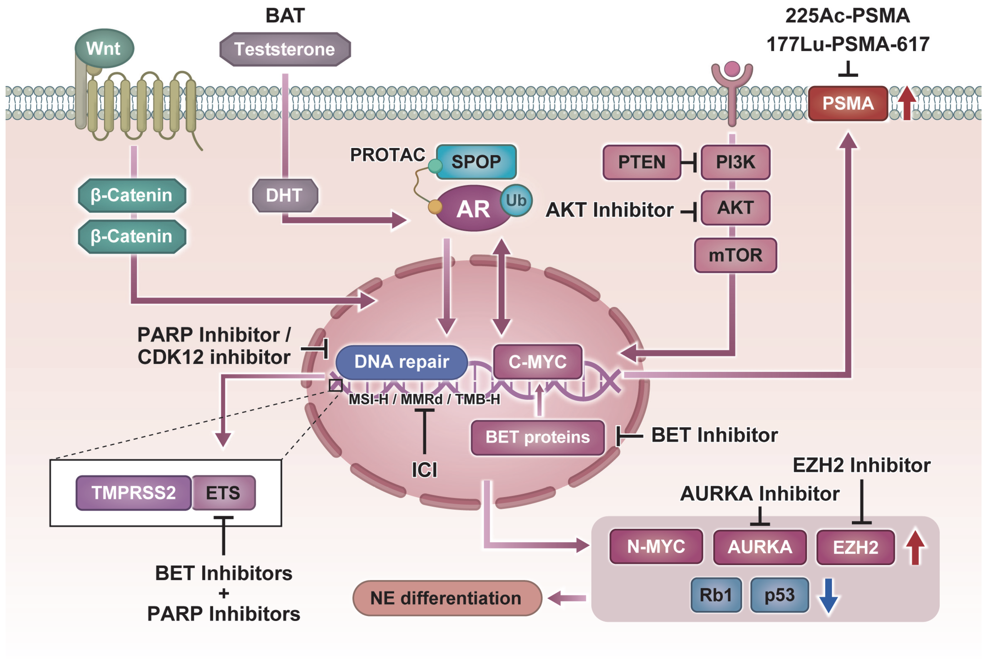 Biomedicines 14 00052 g001