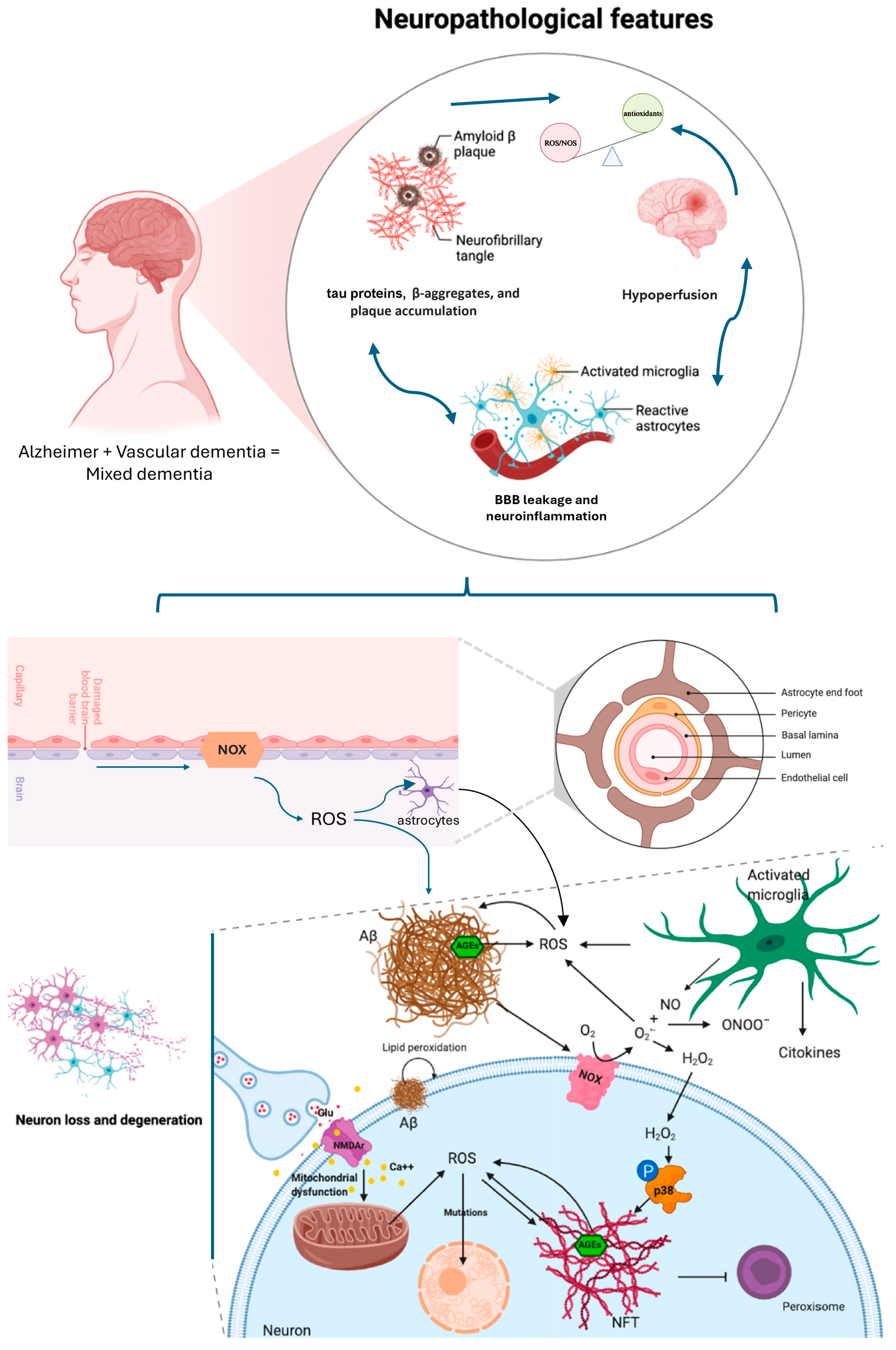 Biomedicines 14 00059 g001