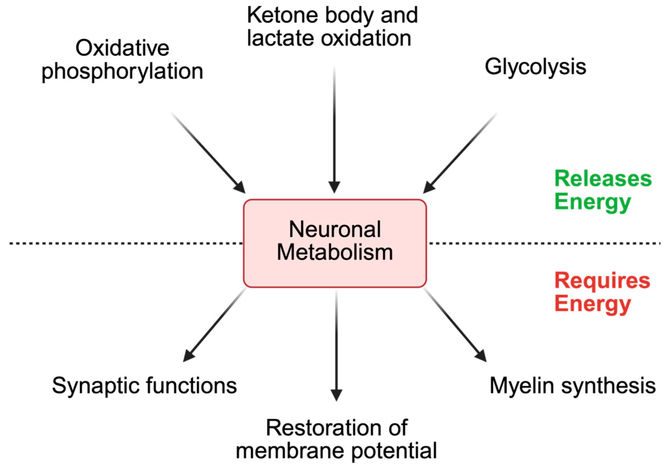 Biomedicines 14 00069 g001