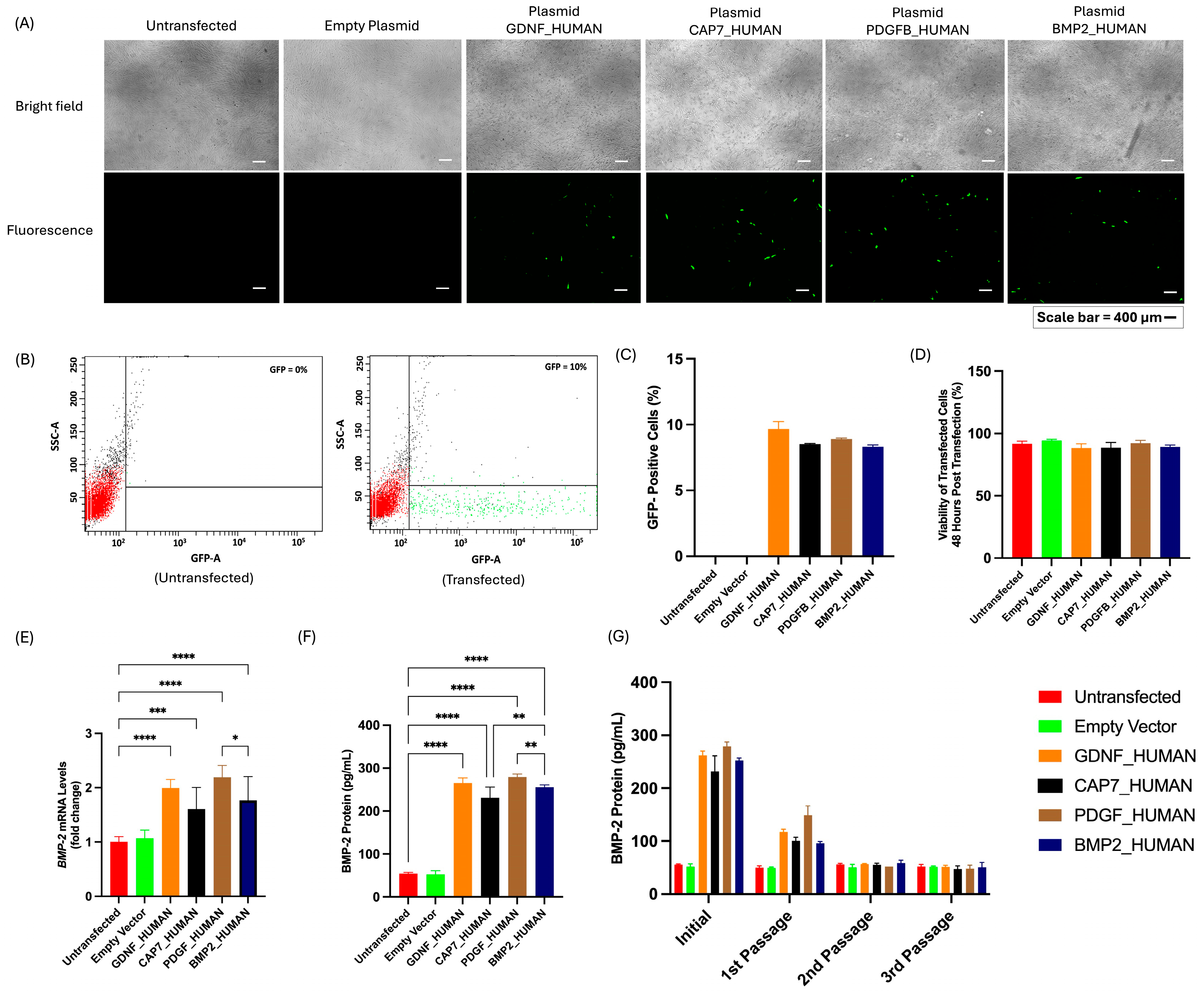 Biomedicines 14 00076 g004
