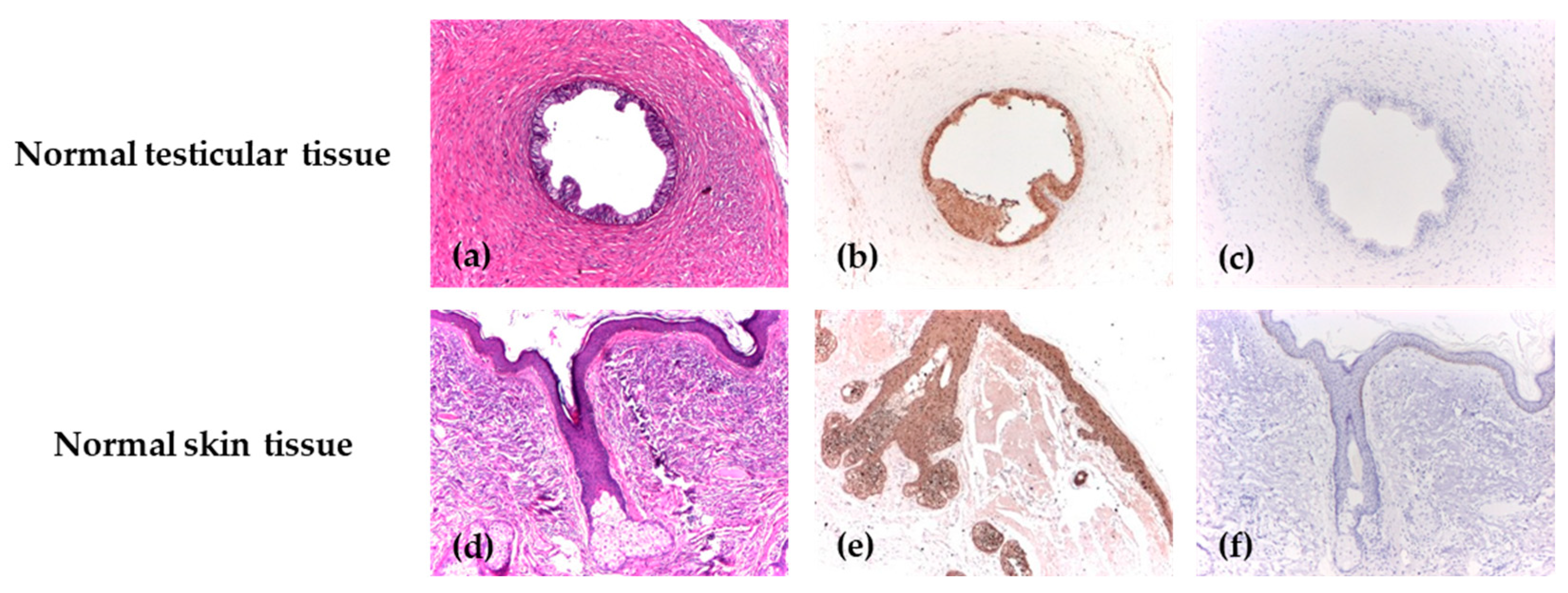 Biomedicines 14 00079 g001