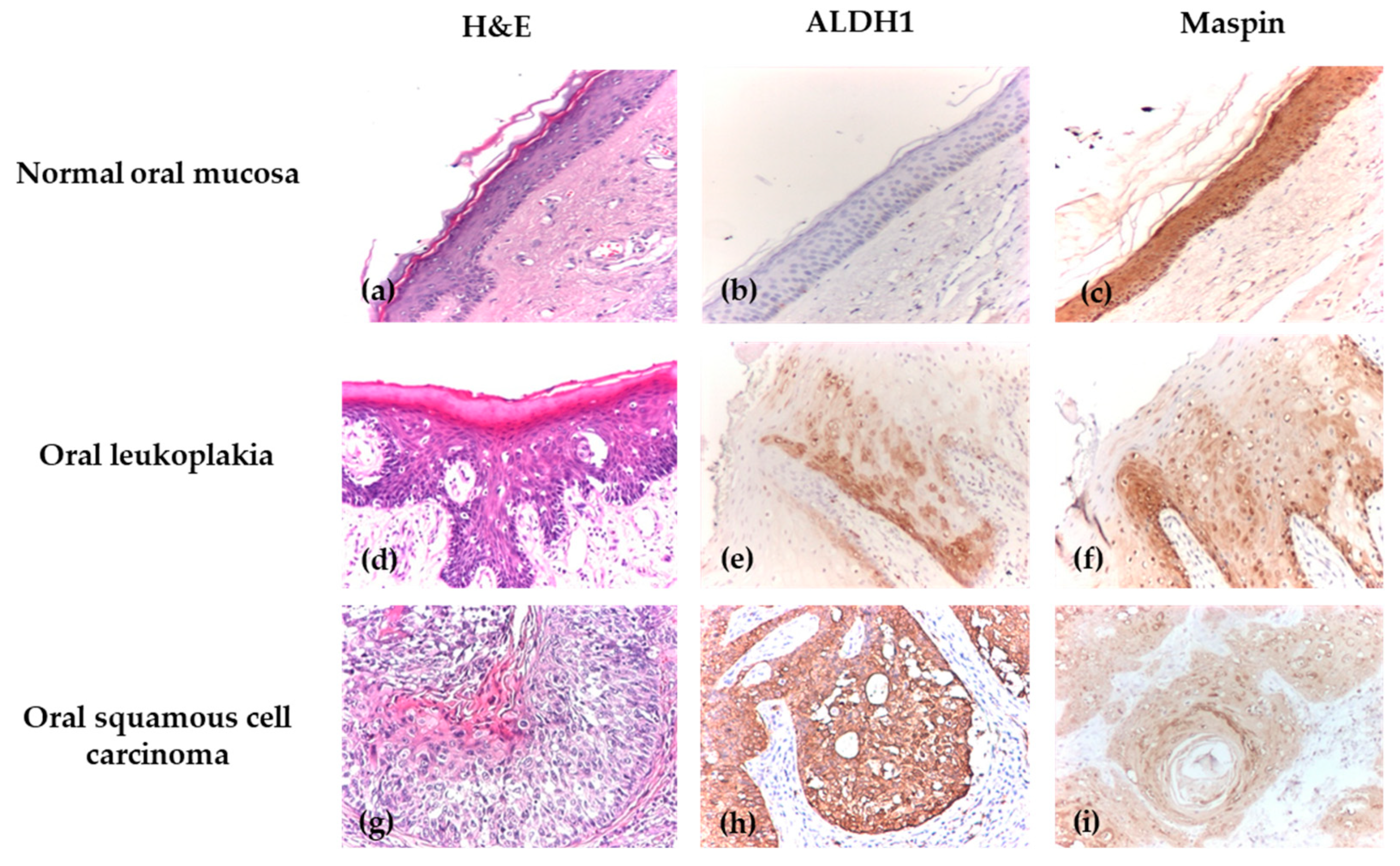 Biomedicines 14 00079 g002