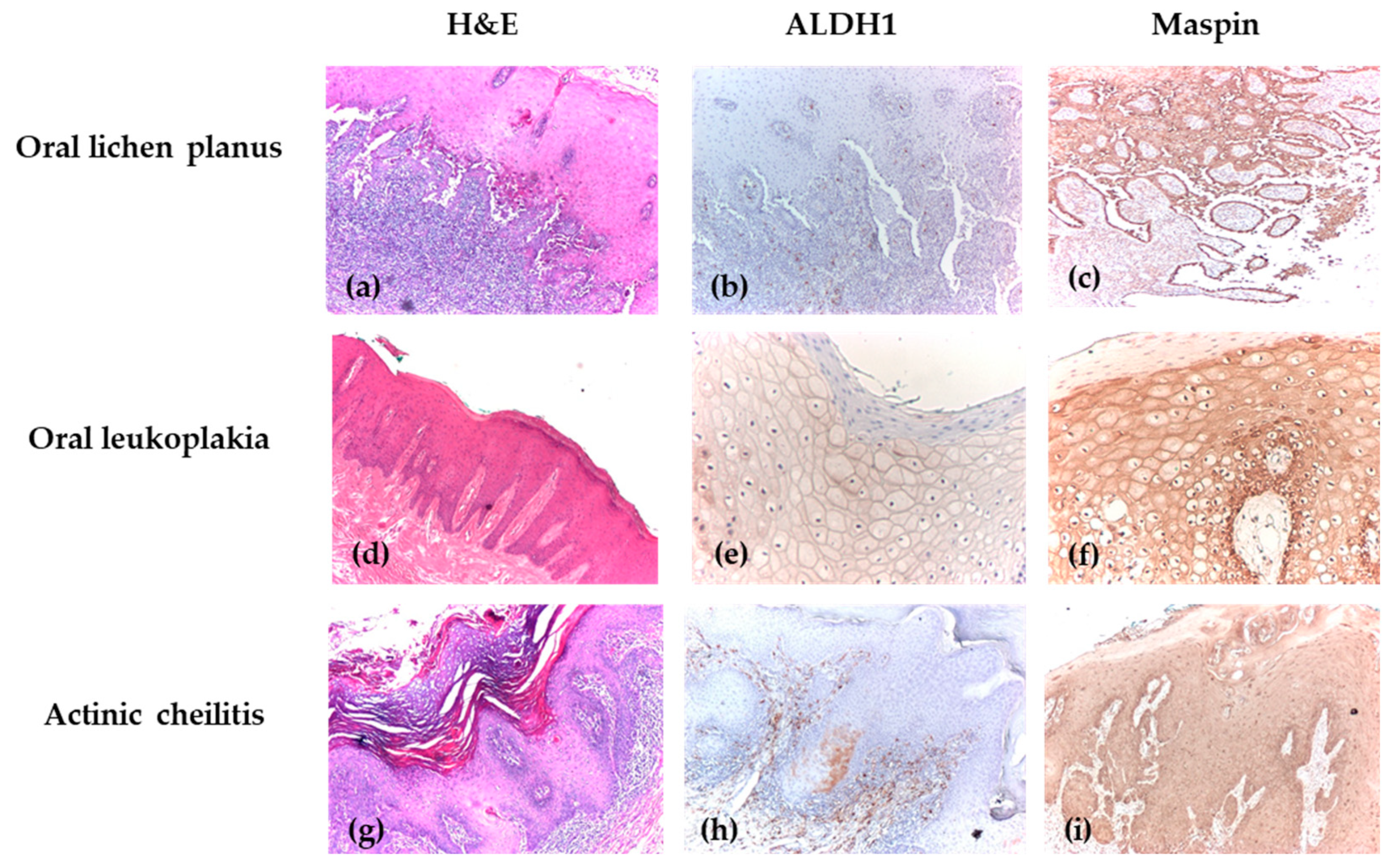 Biomedicines 14 00079 g003