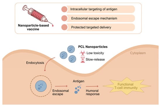 Conceptual mechanism of the PCL nanoparticle tumor-lysate vaccine. PCL nanoparticles are taken up by endocytosis, enabling endosomal escape and providing protected, slow release of tumor antigens, resulting in sustained antigen presentation and the induction of humoral responses together with functional T-cell immunity.