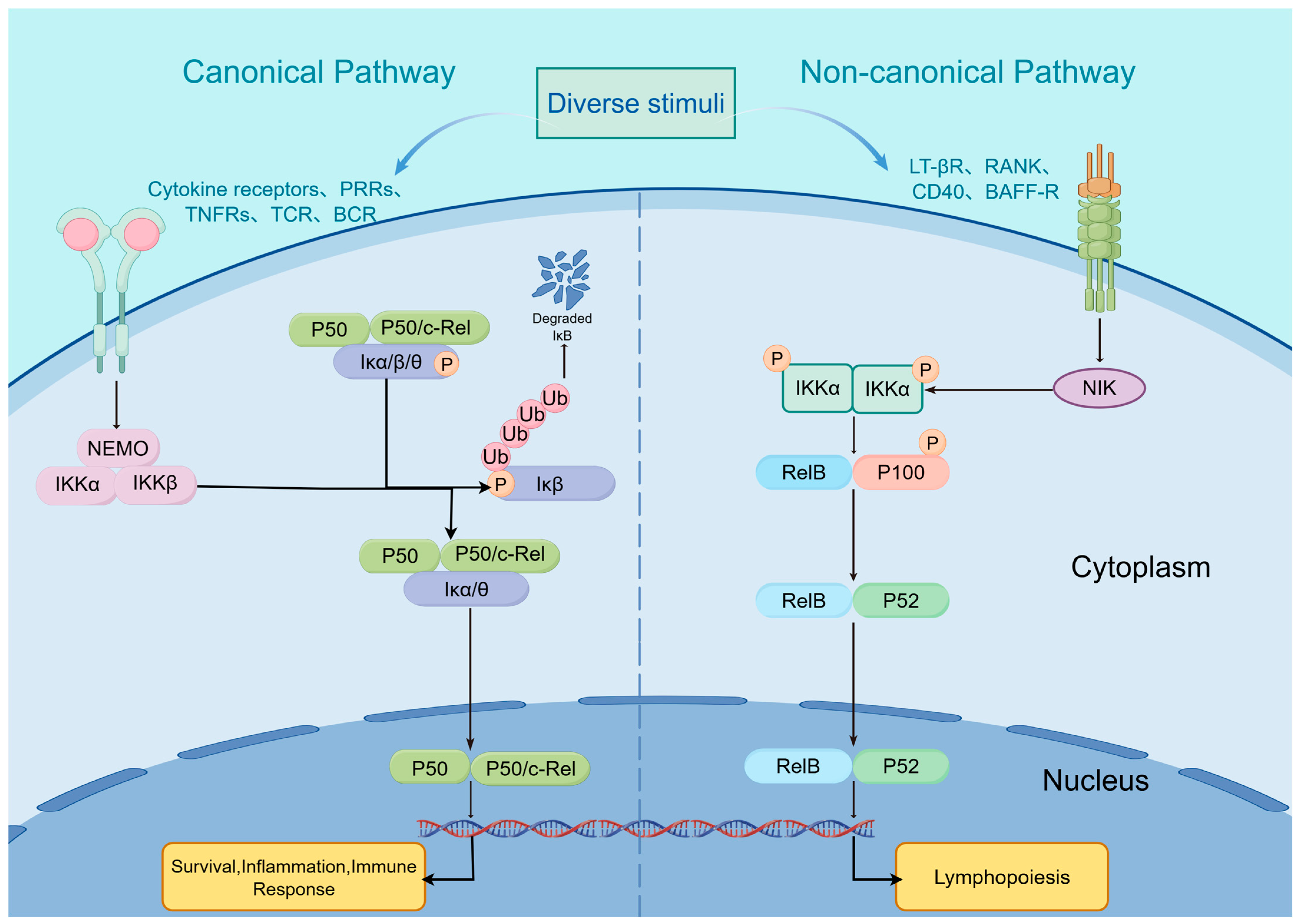 Biomedicines 14 00201 g001 Biomedicines 14 00201 g001