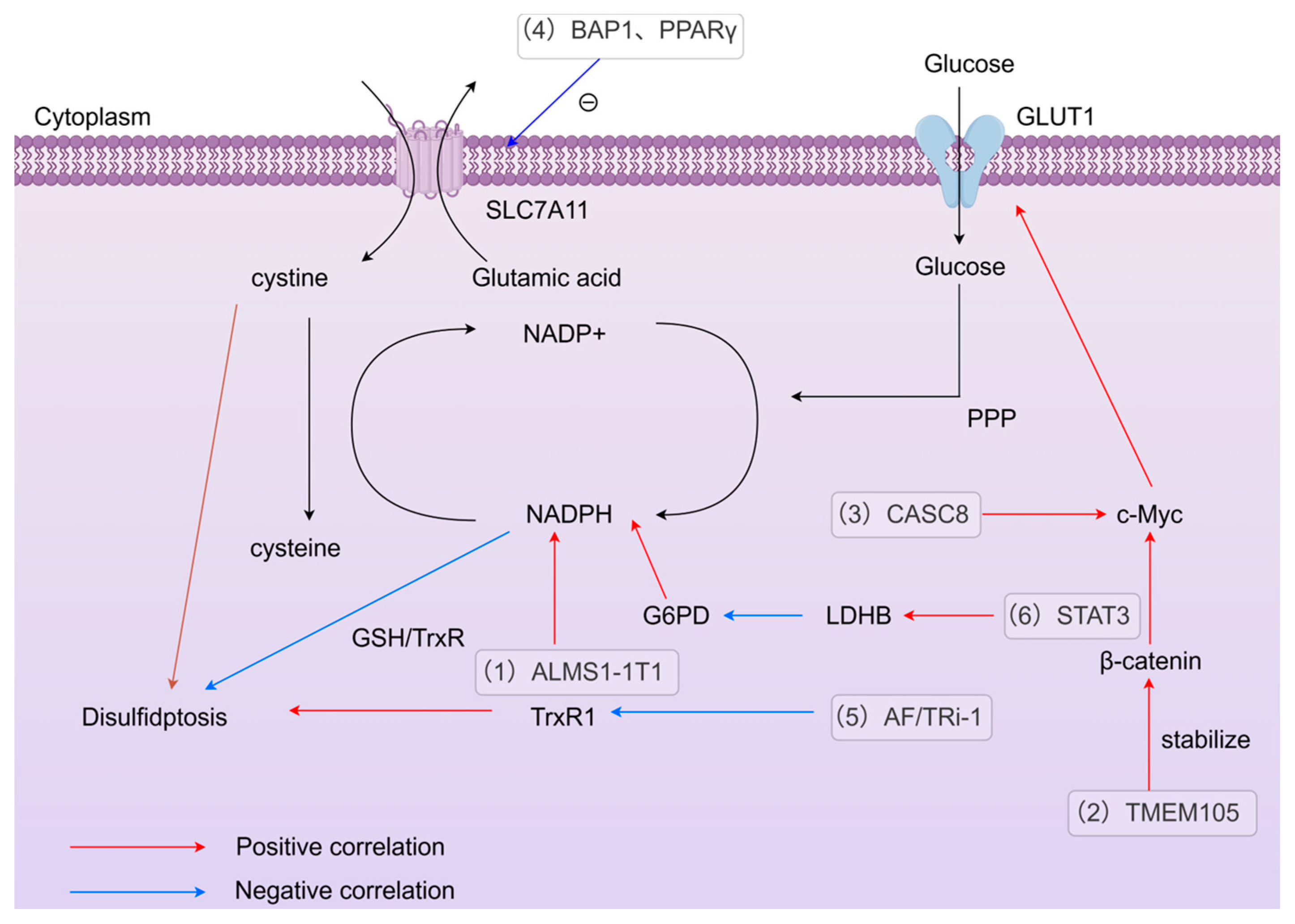 Biomedicines 14 00228 g003