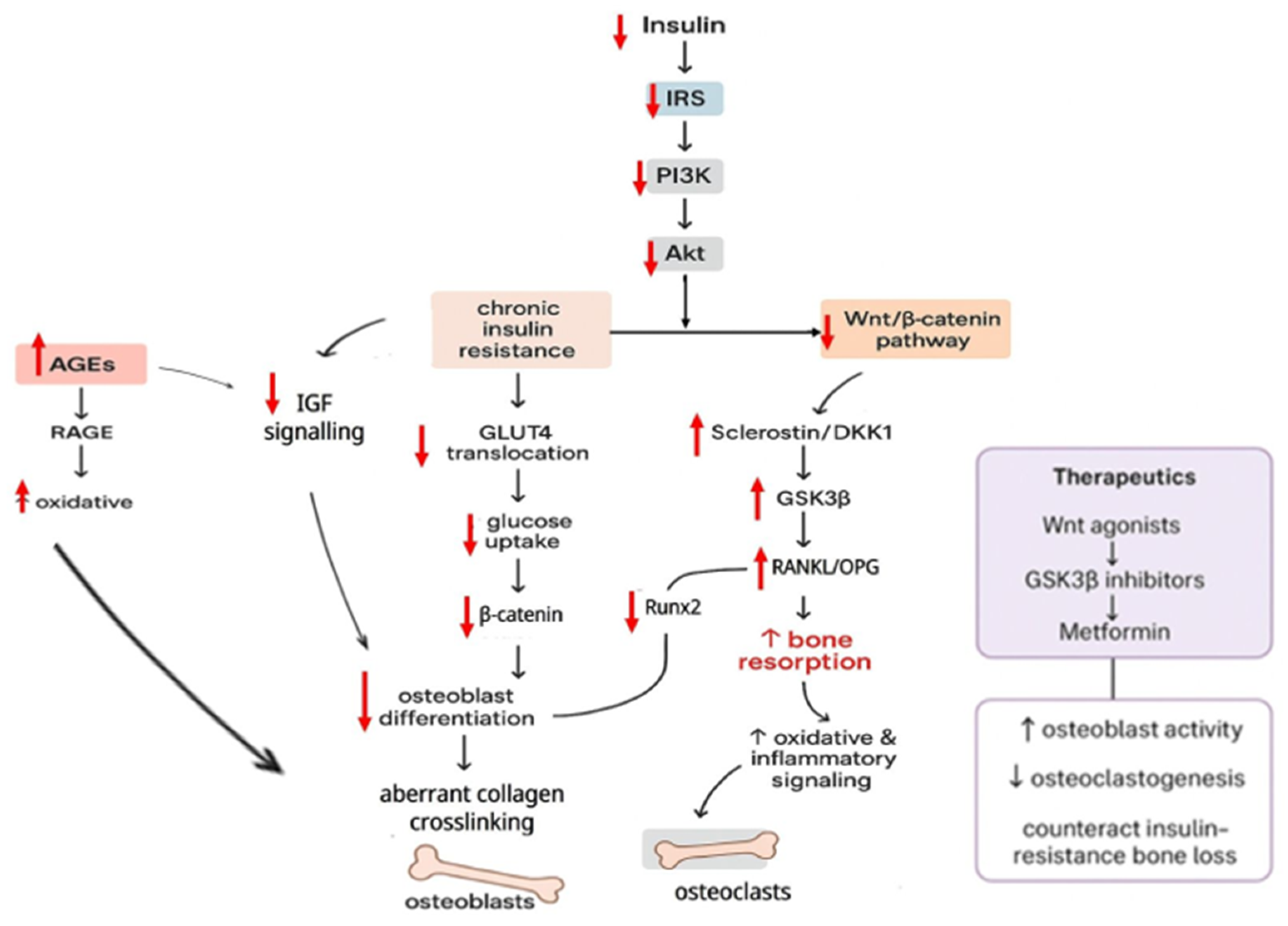 Biomedicines 14 00243 g001