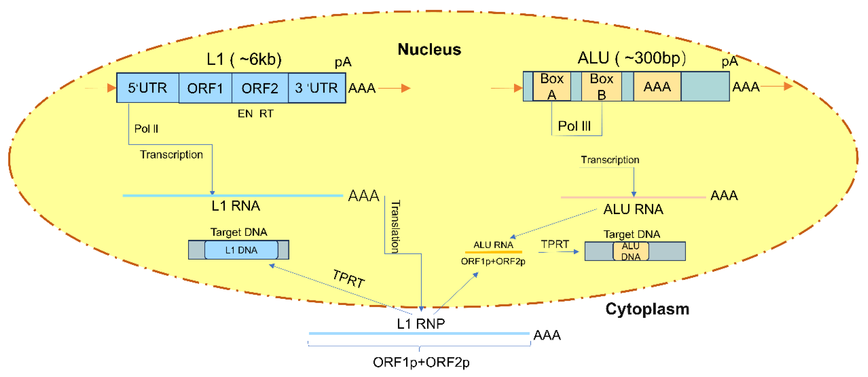 Biomedicines 14 00272 g001
