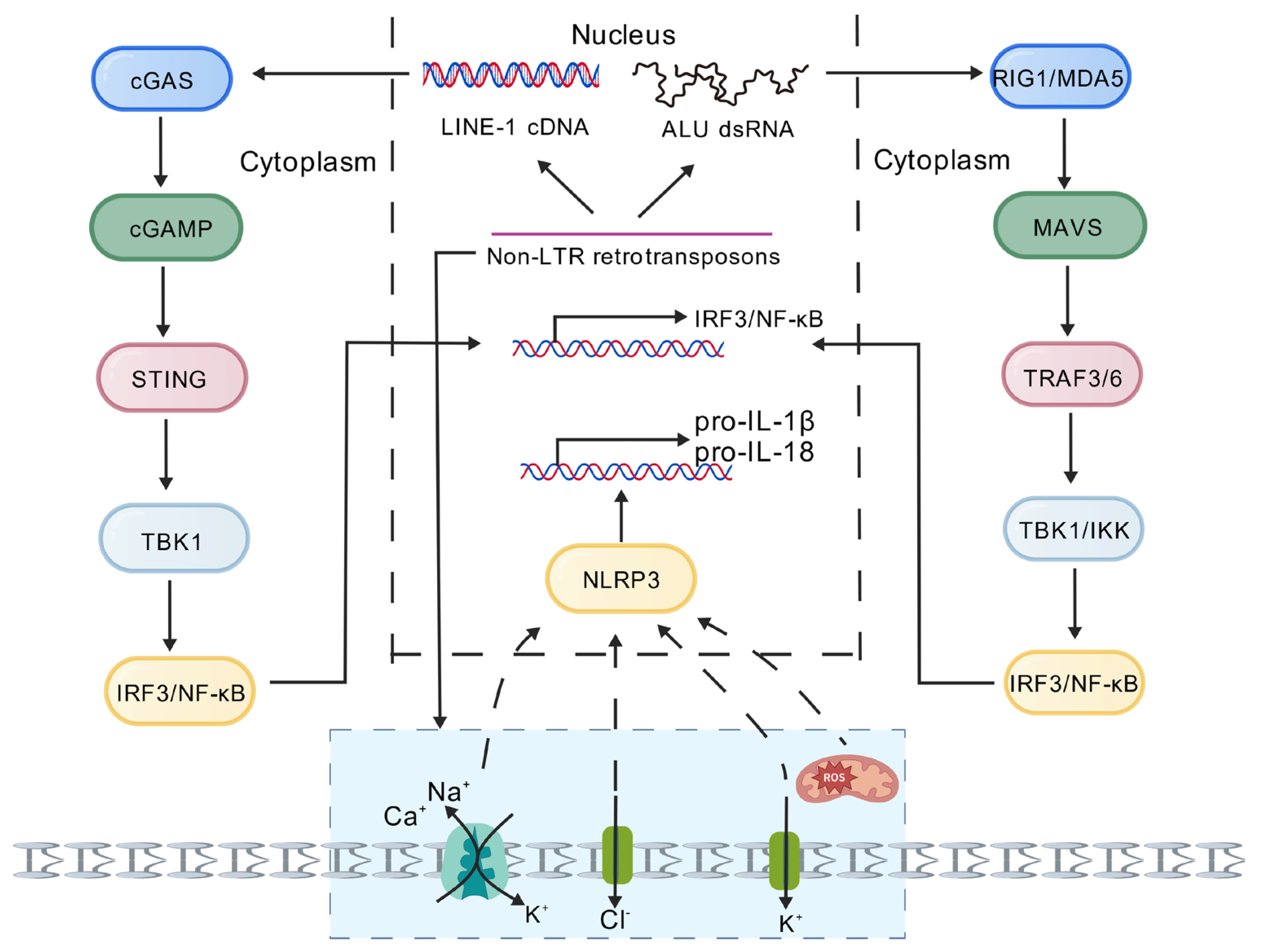 Biomedicines 14 00272 g002