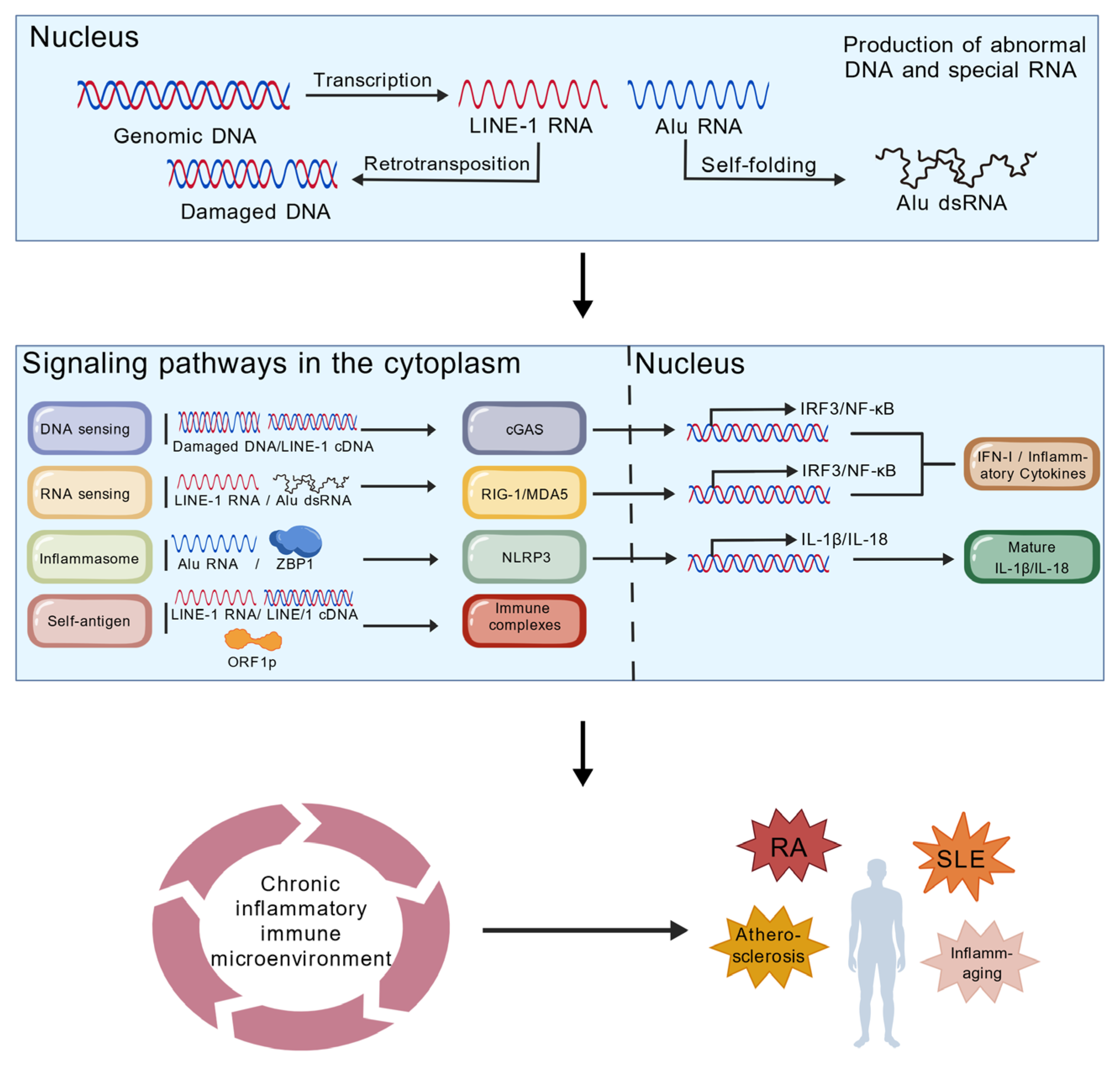 Biomedicines 14 00272 g003