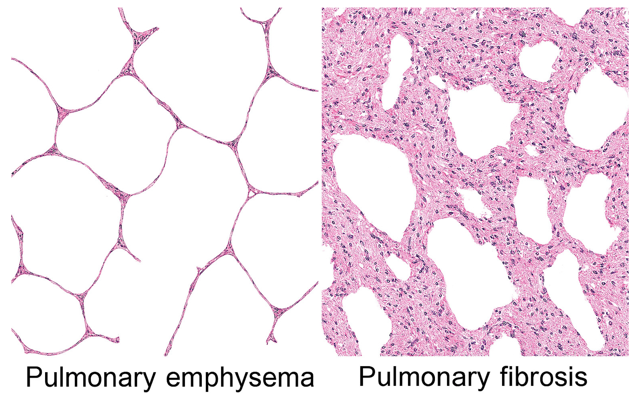Biomedicines 14 00281 g001 Biomedicines 14 00281 g001