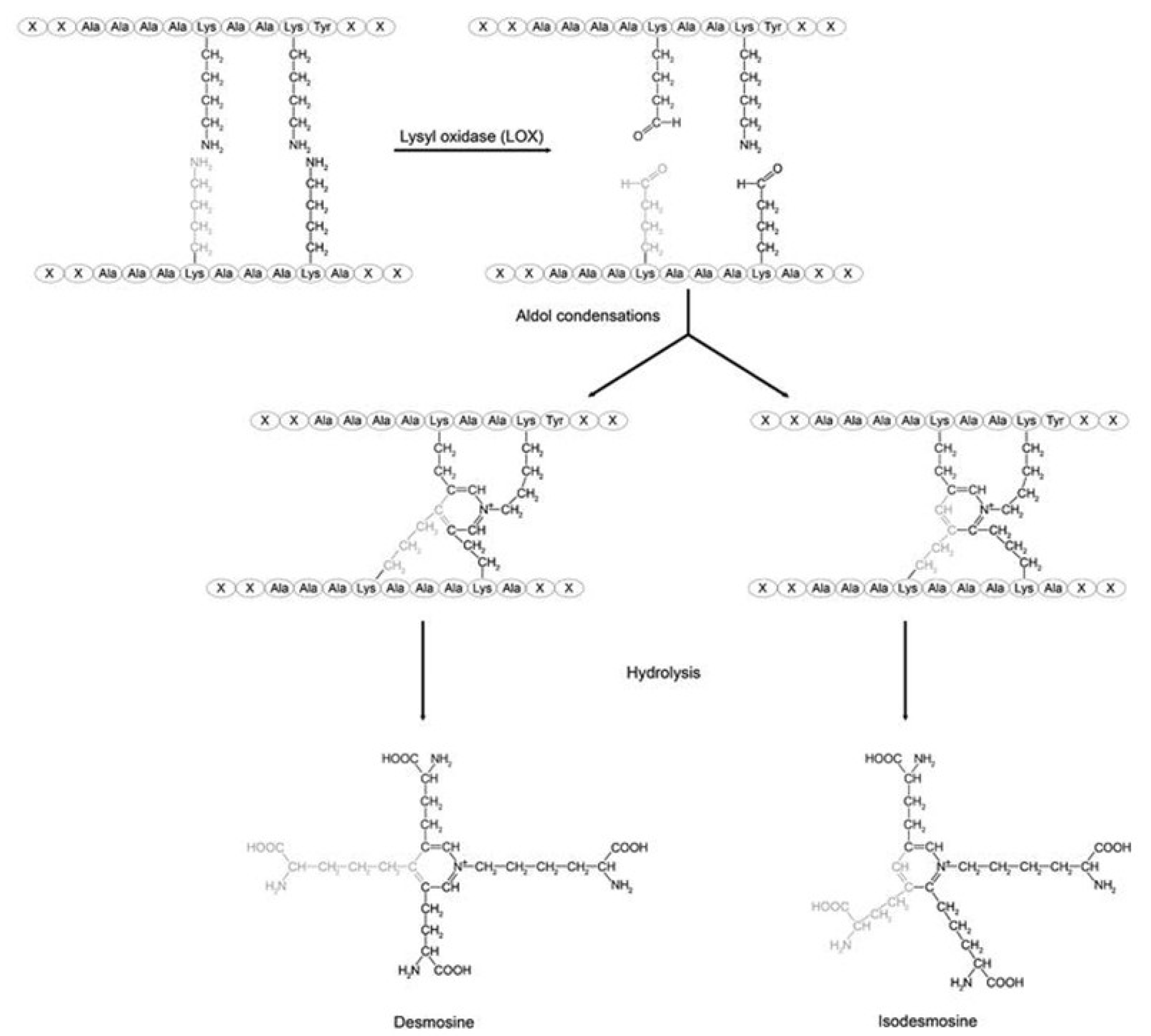 Biomedicines 14 00281 g008 Biomedicines 14 00281 g008