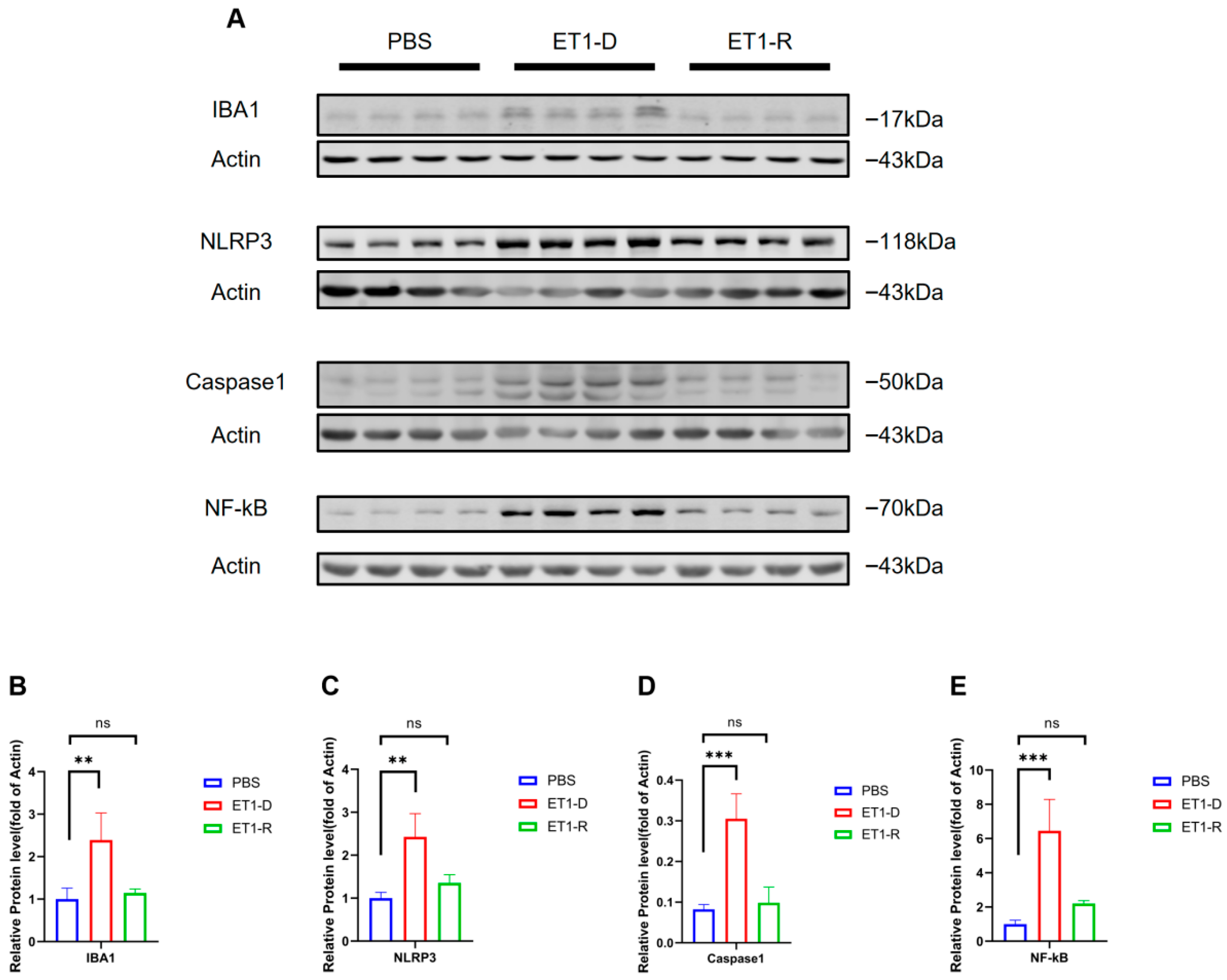 Biomedicines 14 00297 g006 Biomedicines 14 00297 g006