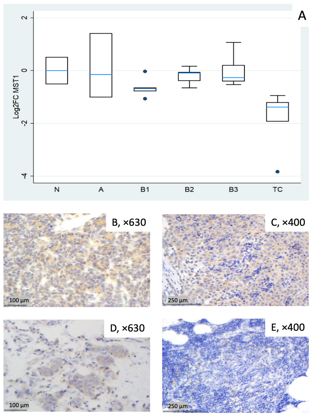 Biomedicines 14 00305 g001