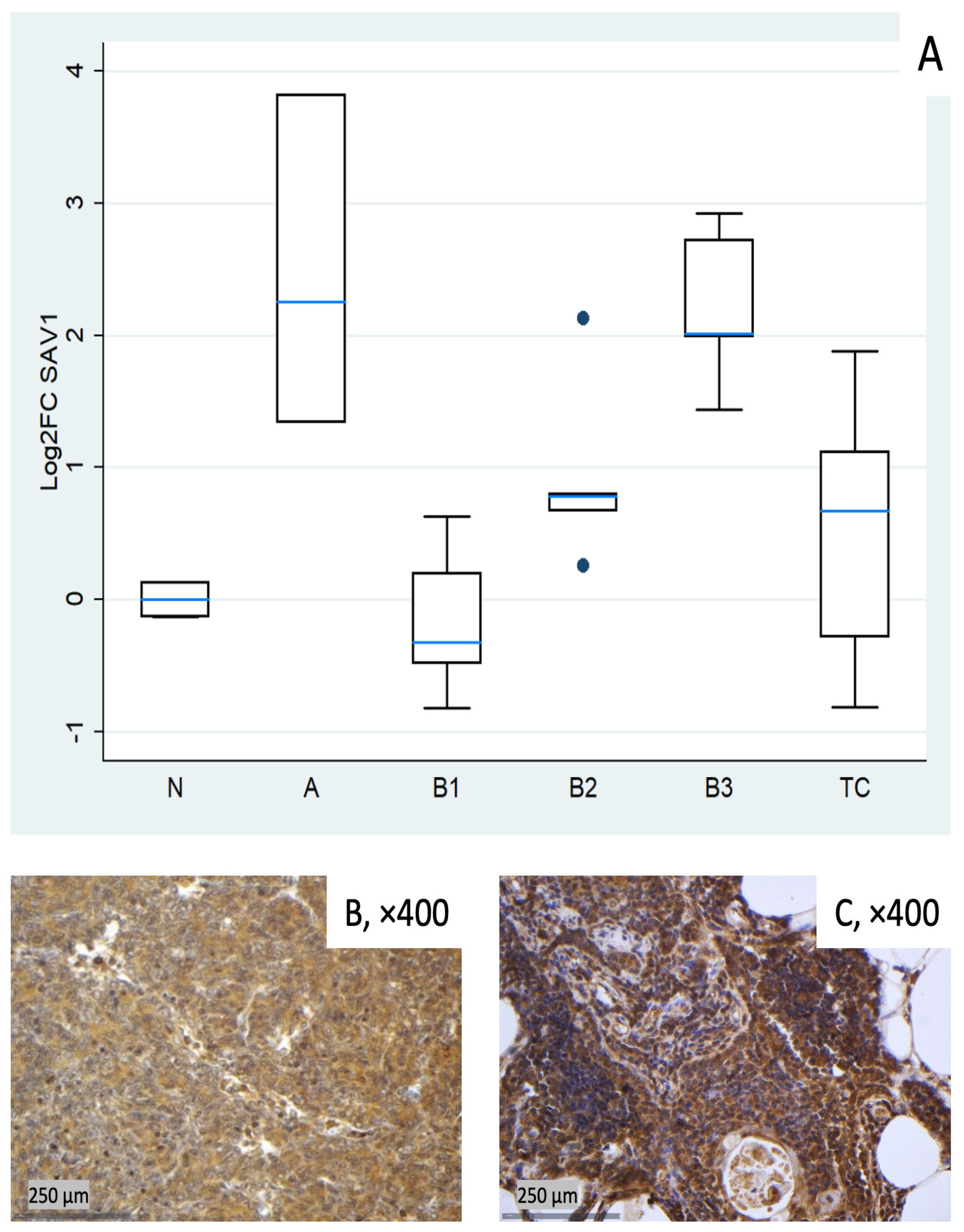 Biomedicines 14 00305 g002
