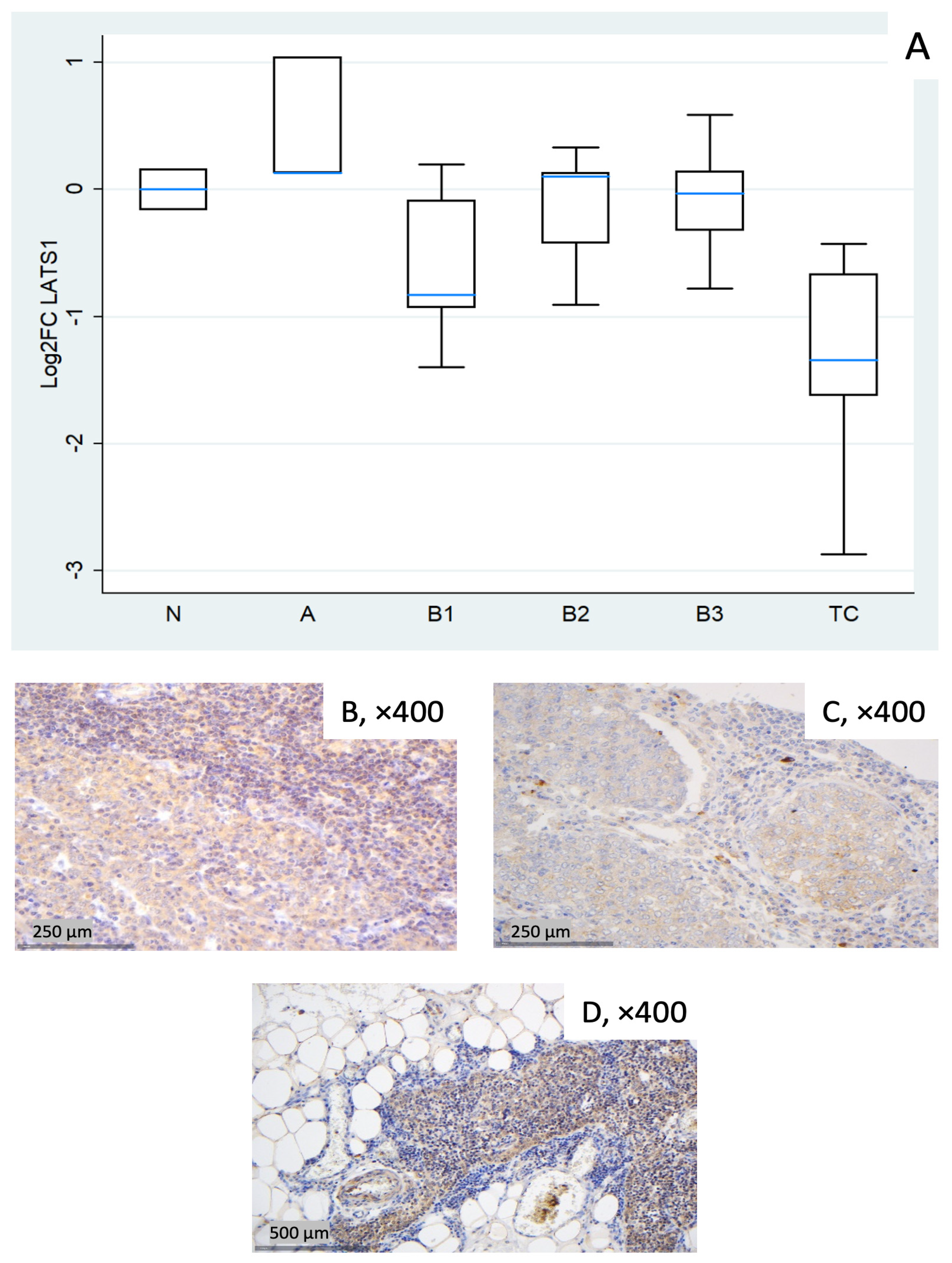 Biomedicines 14 00305 g003