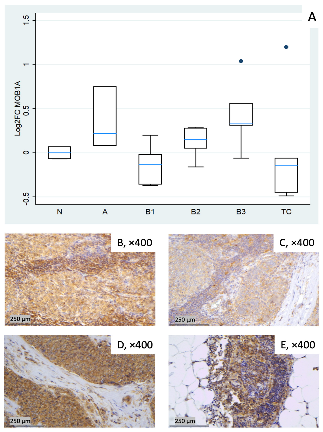 Biomedicines 14 00305 g004