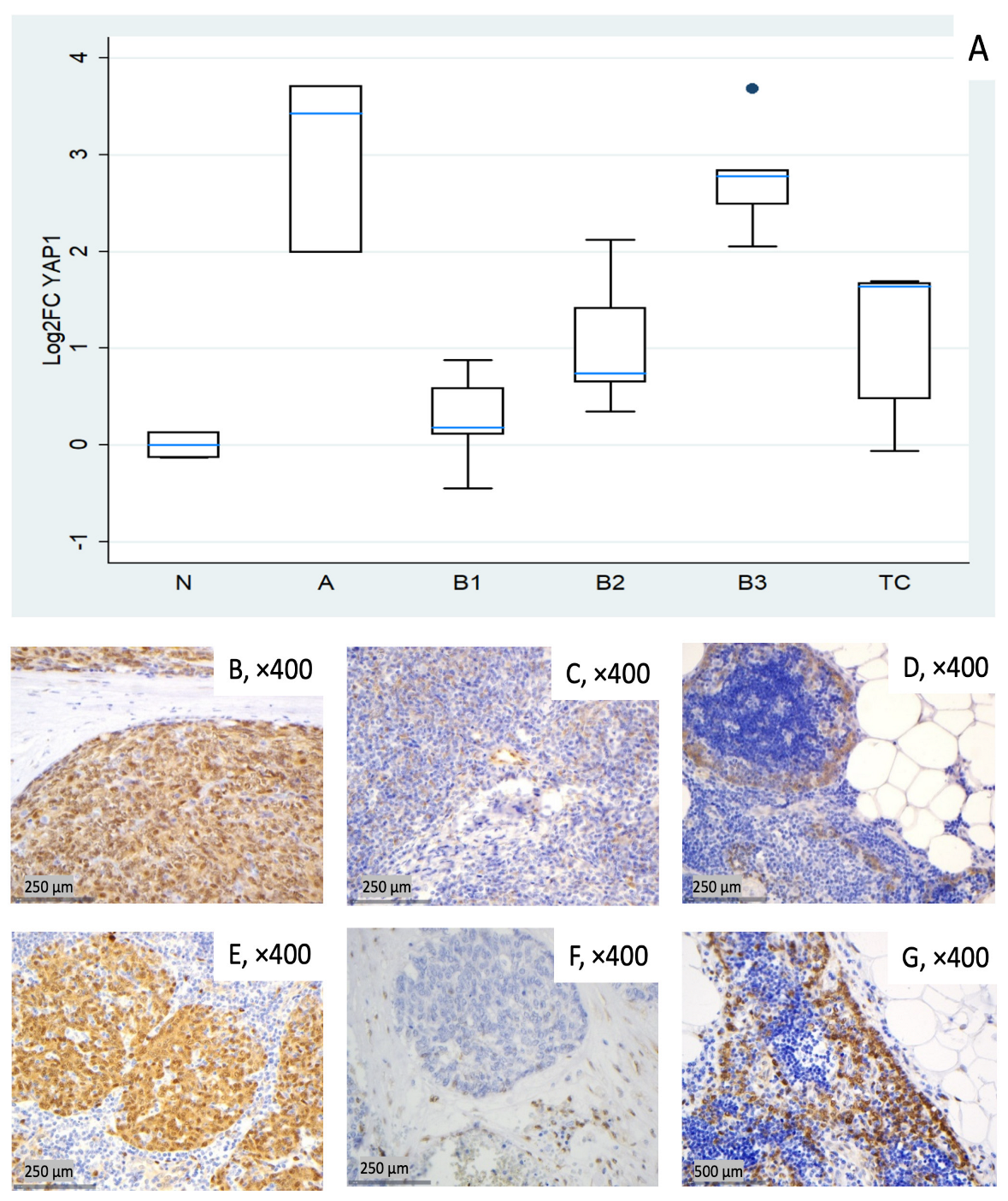 Biomedicines 14 00305 g005
