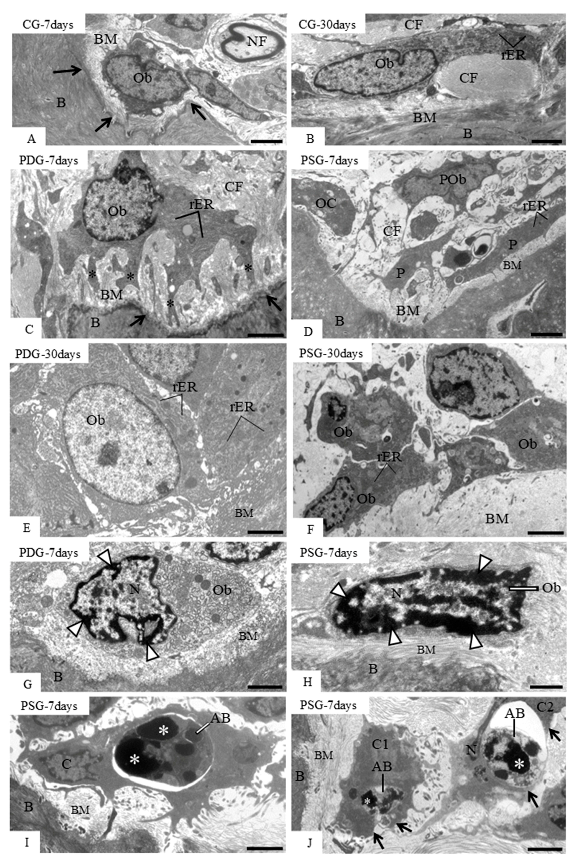 Biomedicines 14 00306 g005 Biomedicines 14 00306 g005