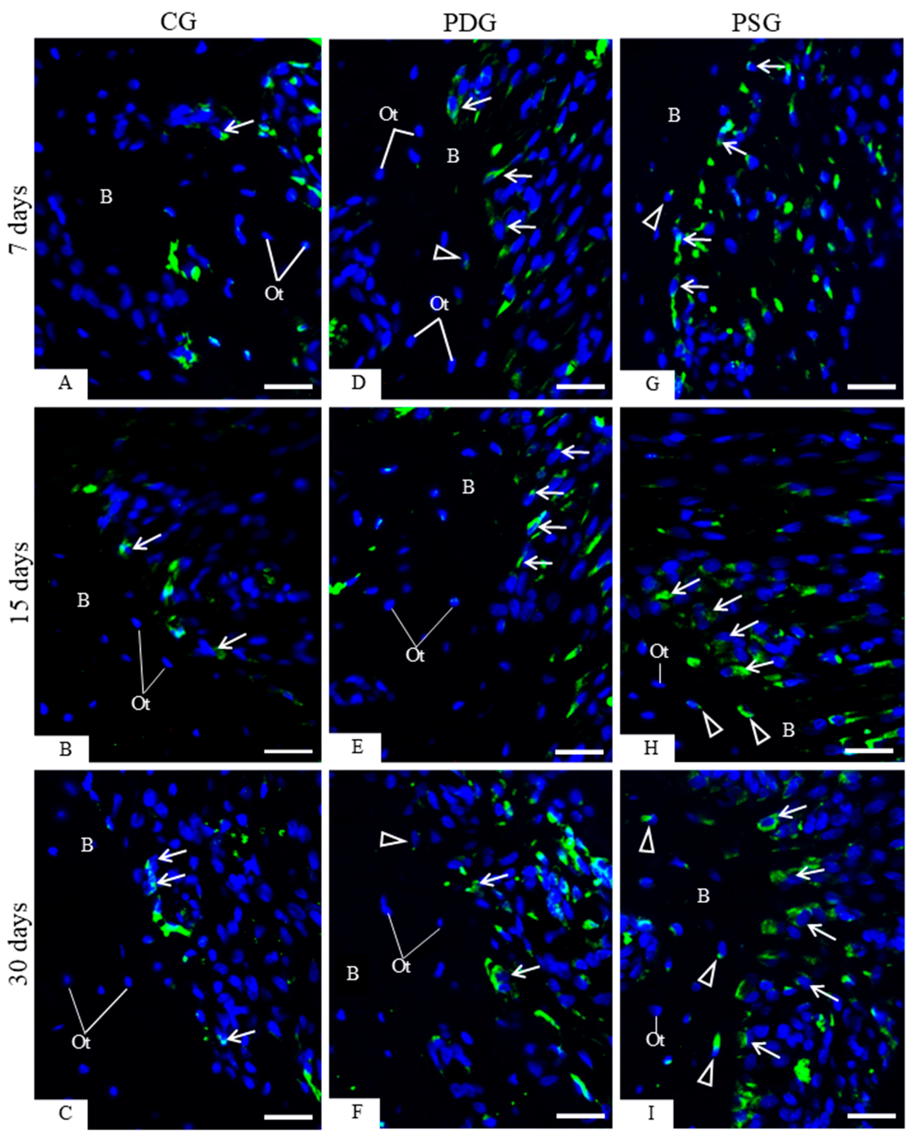 Biomedicines 14 00306 g006 Biomedicines 14 00306 g006