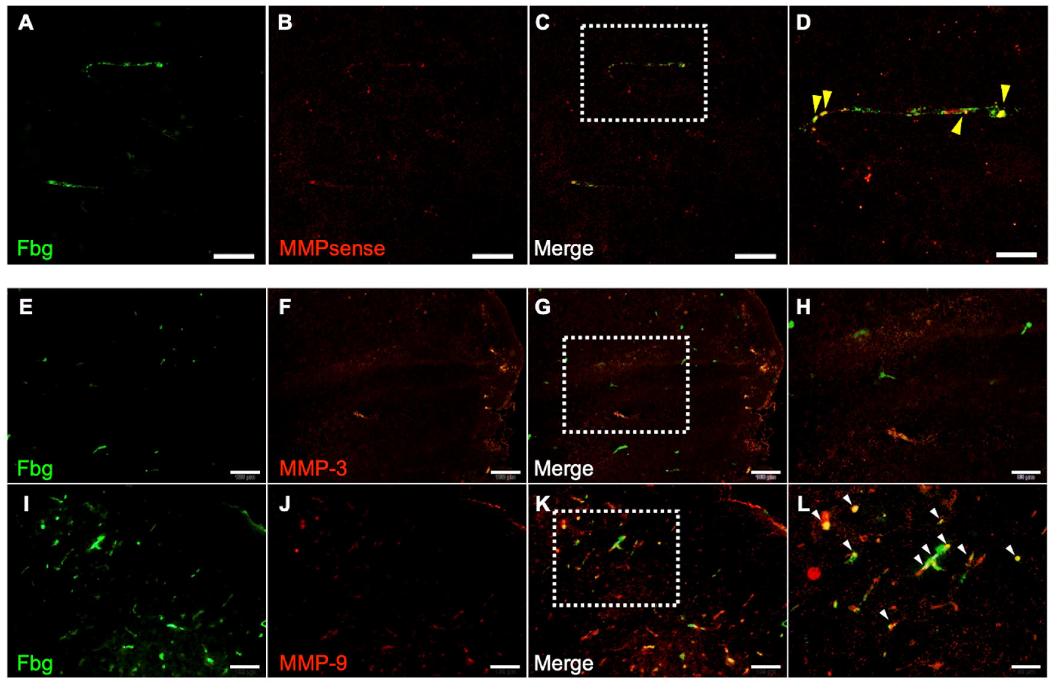 Biomedicines 14 00308 g006