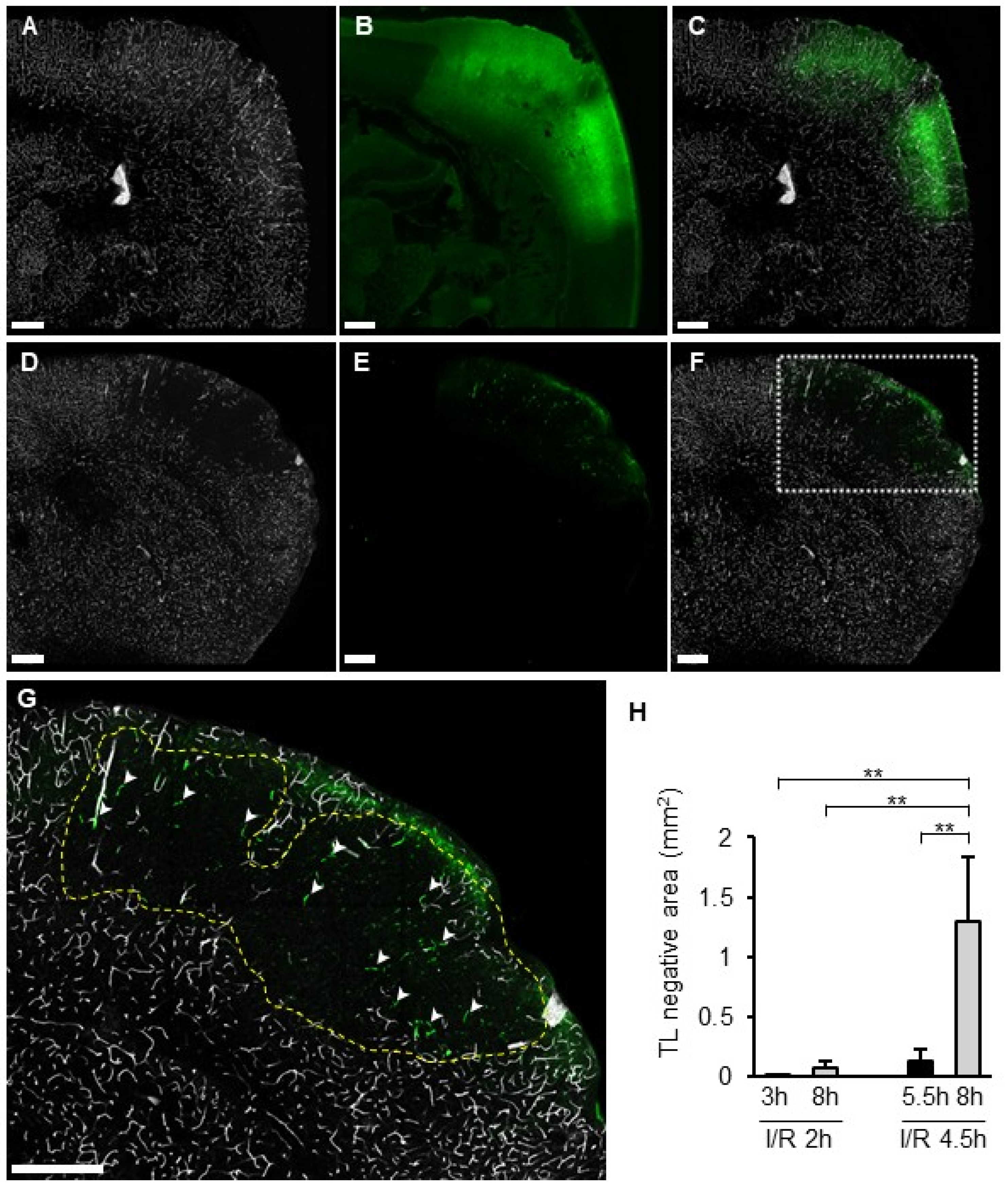 Biomedicines 14 00308 g007