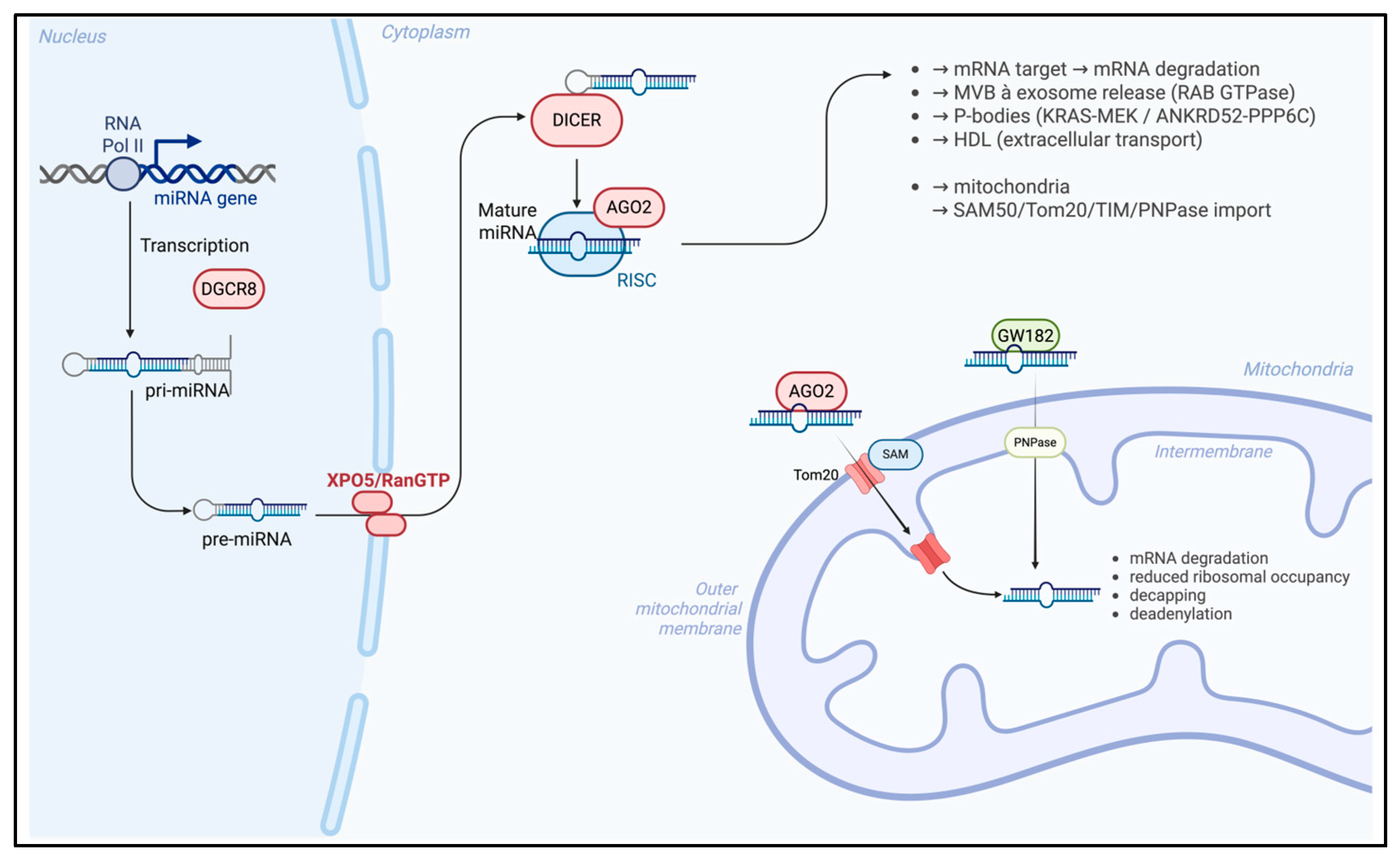 Biomedicines 14 00313 g001 Biomedicines 14 00313 g001