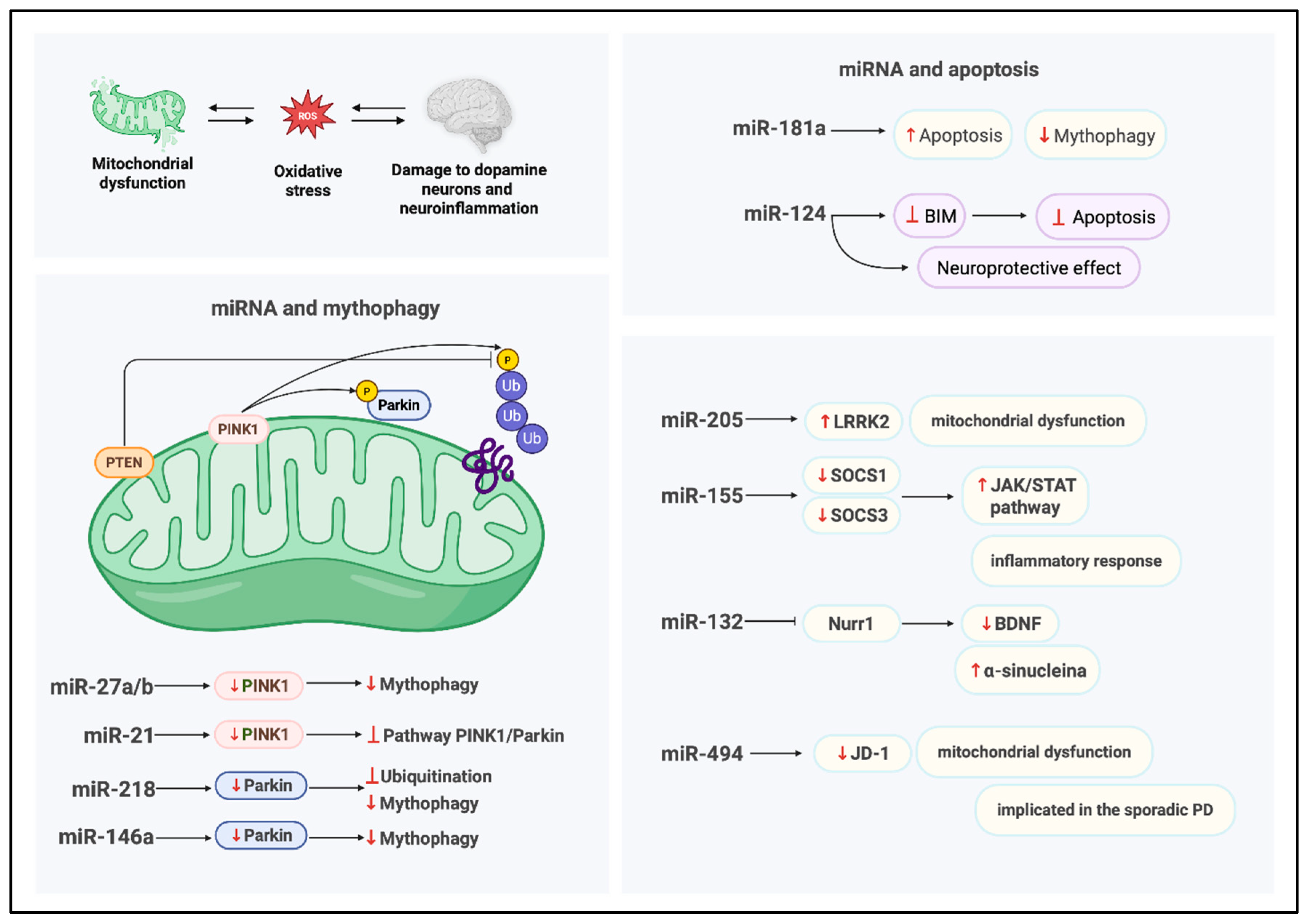 Biomedicines 14 00313 g004 Biomedicines 14 00313 g004