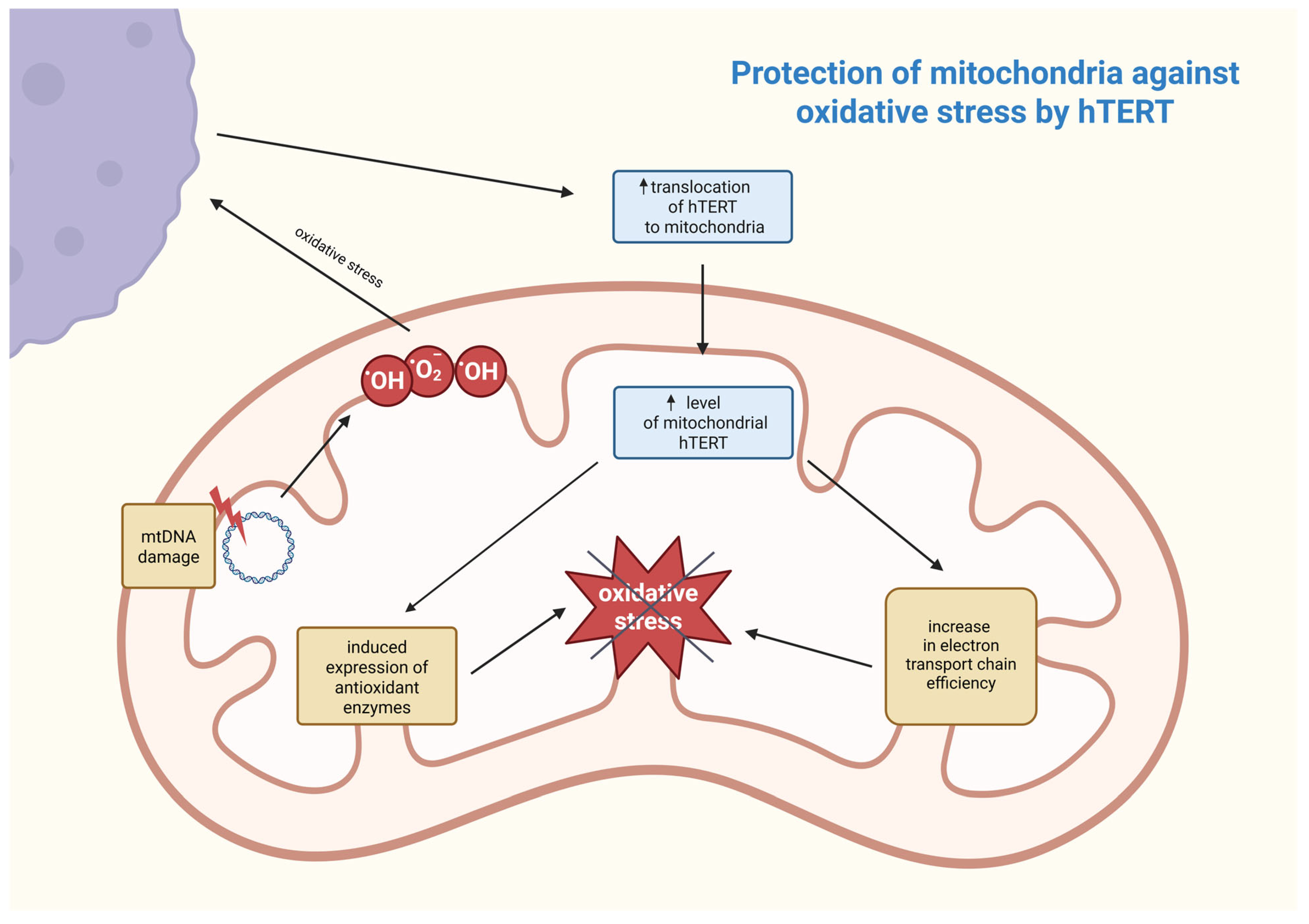Biomedicines 14 00314 g003 Biomedicines 14 00314 g003