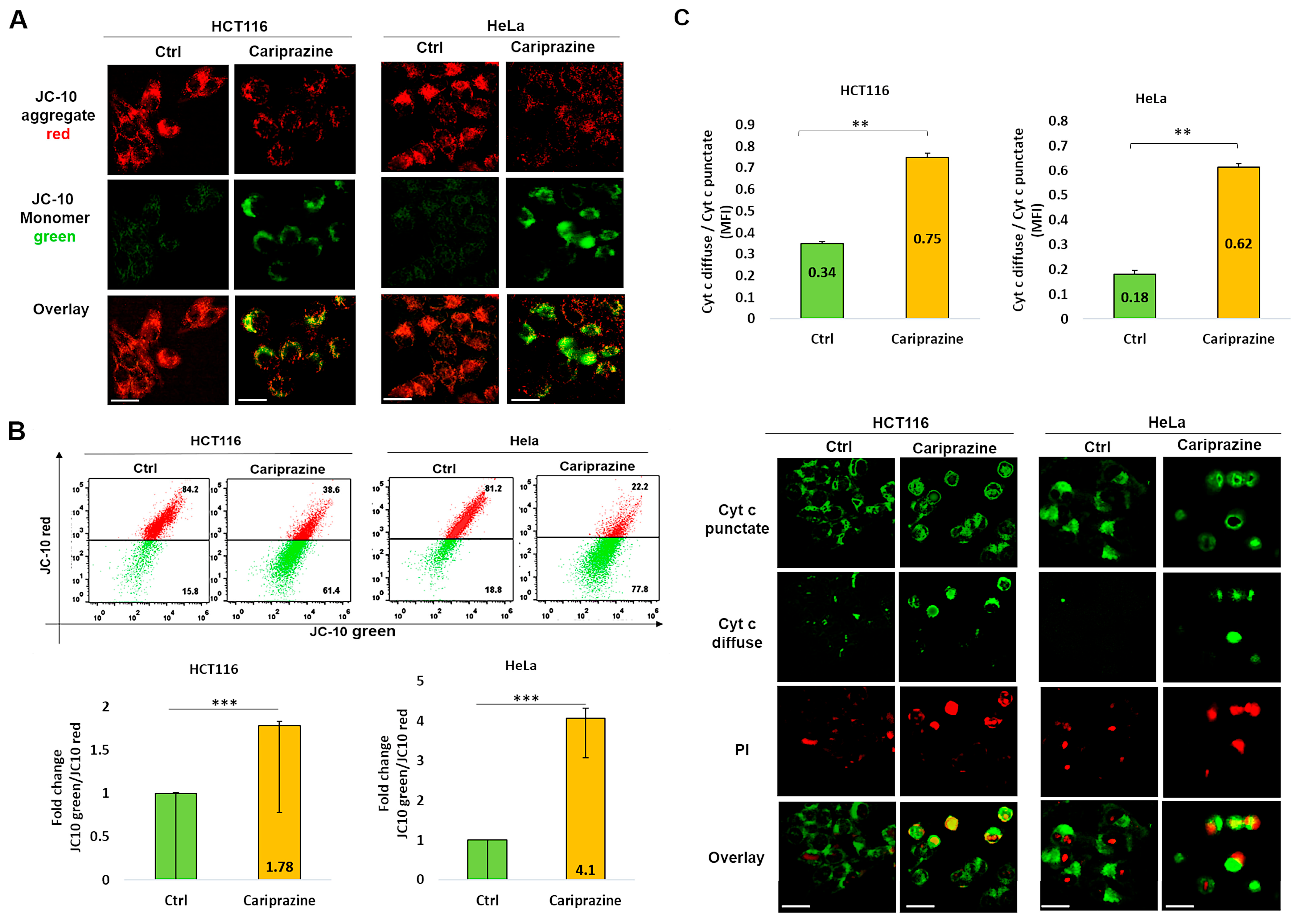 Biomedicines 14 00315 g006 Biomedicines 14 00315 g006