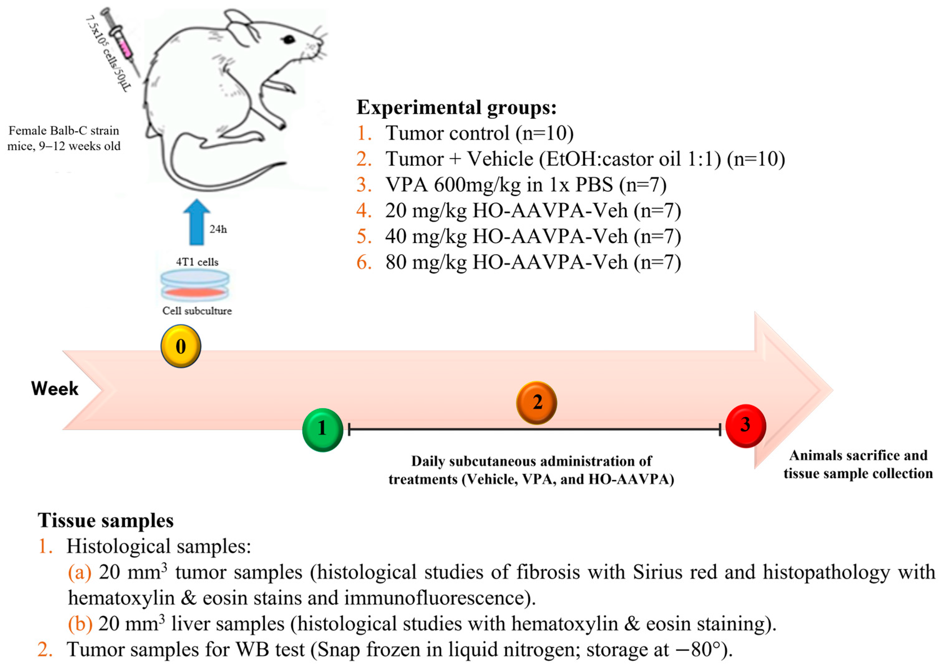 Biomedicines 14 00322 g002 Biomedicines 14 00322 g002