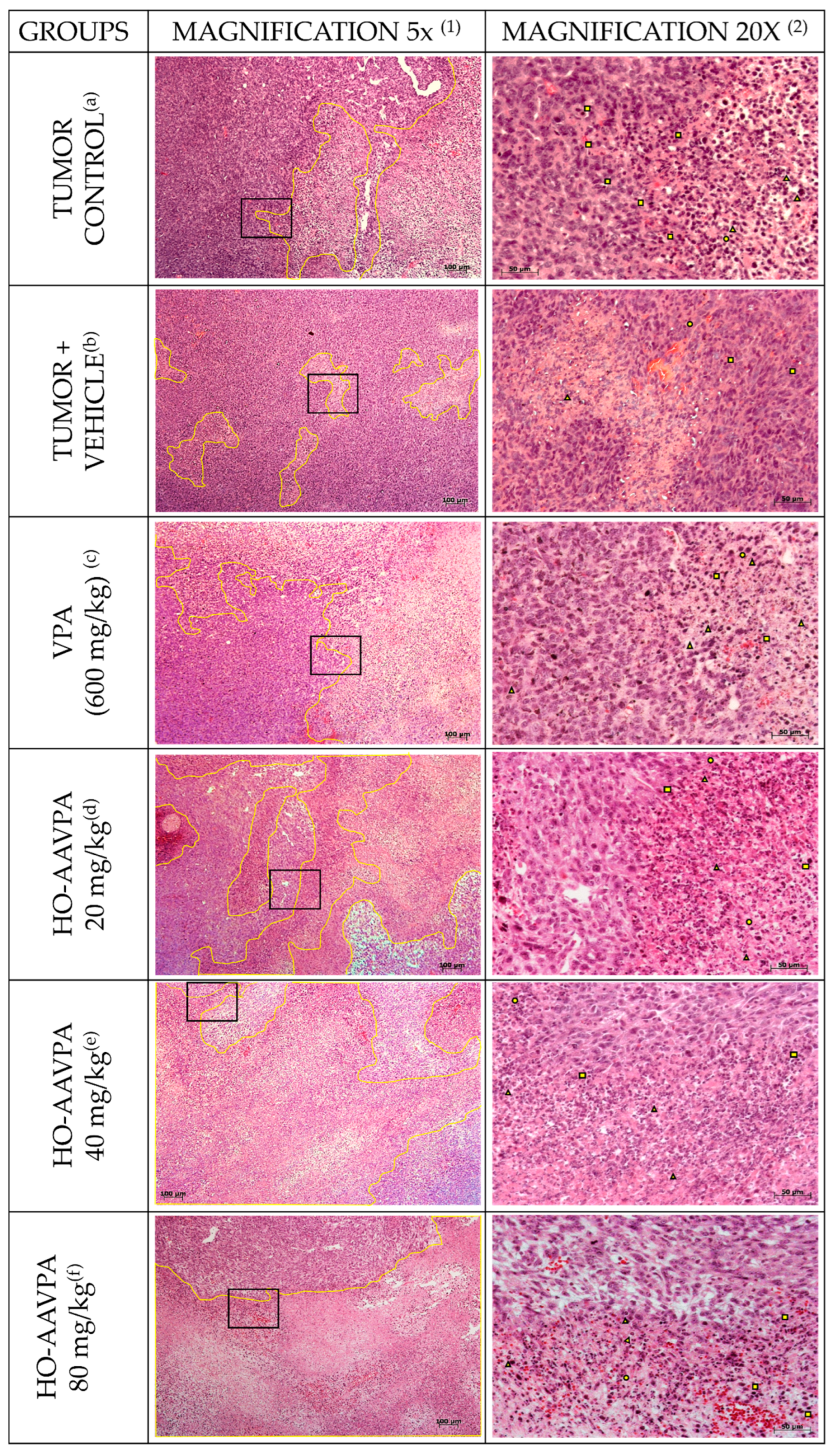 Biomedicines 14 00322 g003 Biomedicines 14 00322 g003