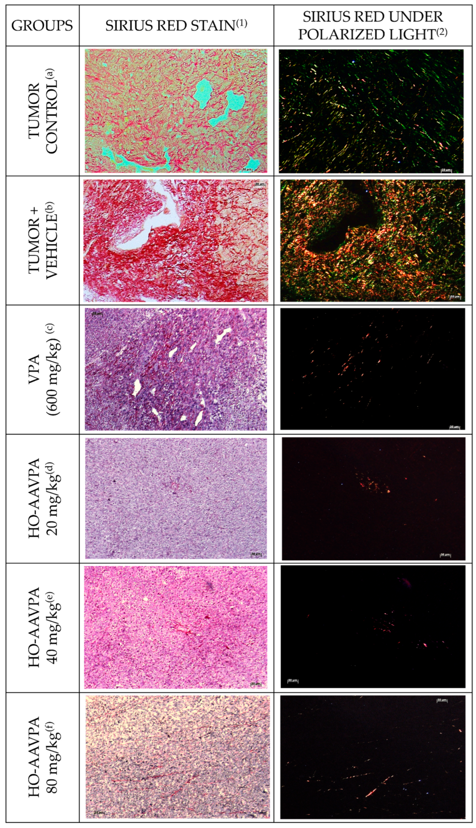Biomedicines 14 00322 g006 Biomedicines 14 00322 g006