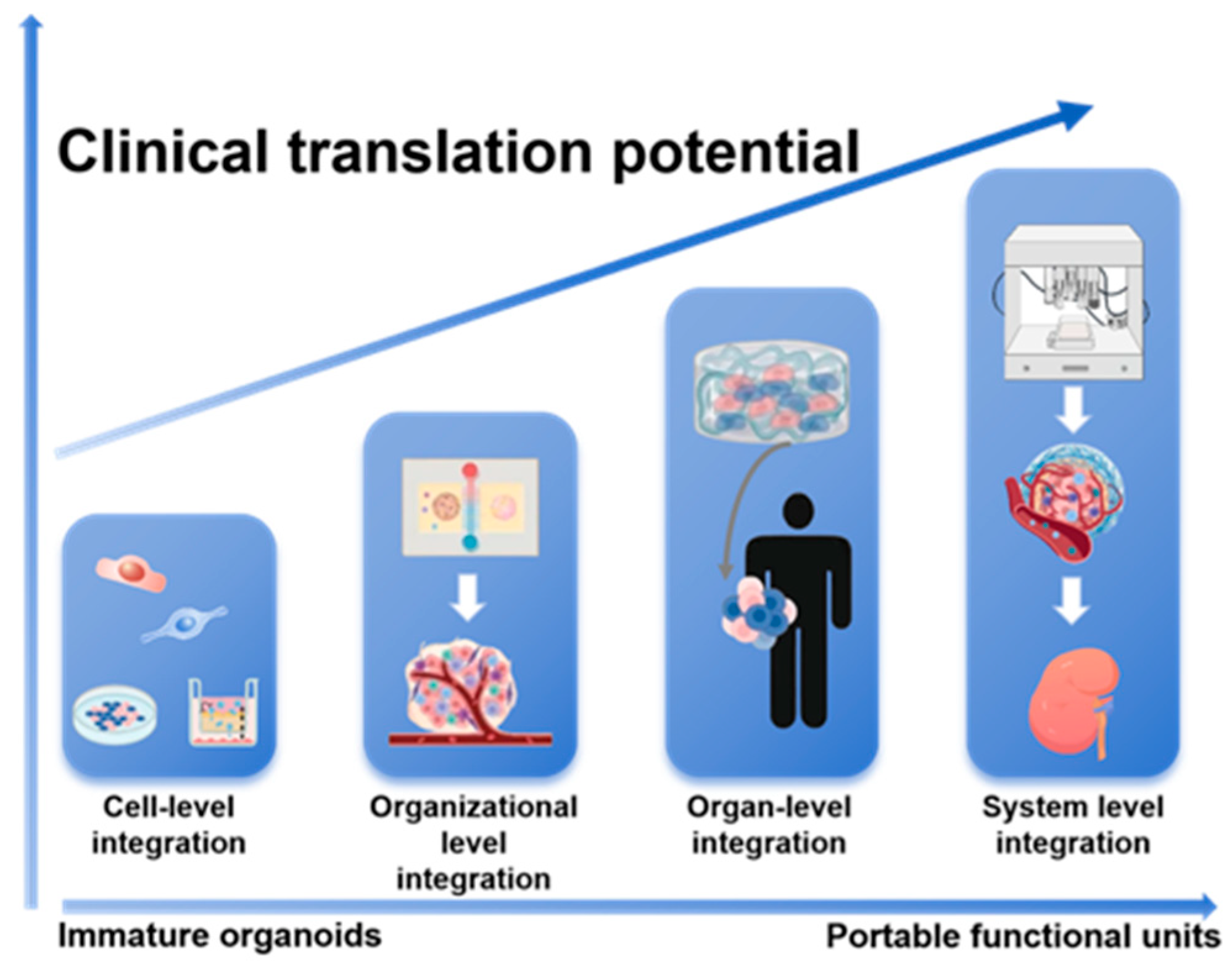 Biomedicines 14 00327 g002 Biomedicines 14 00327 g002