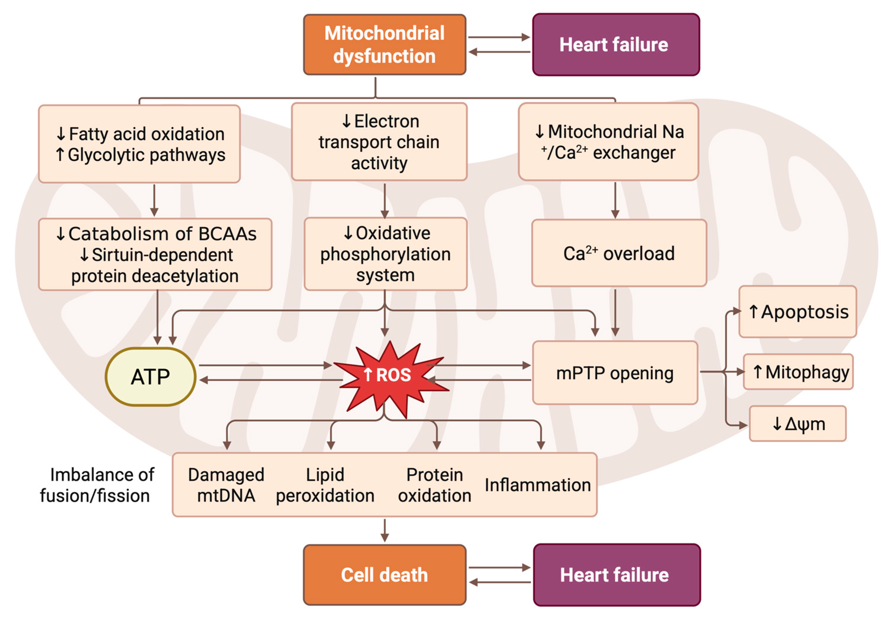Biomedicines 14 00344 g001