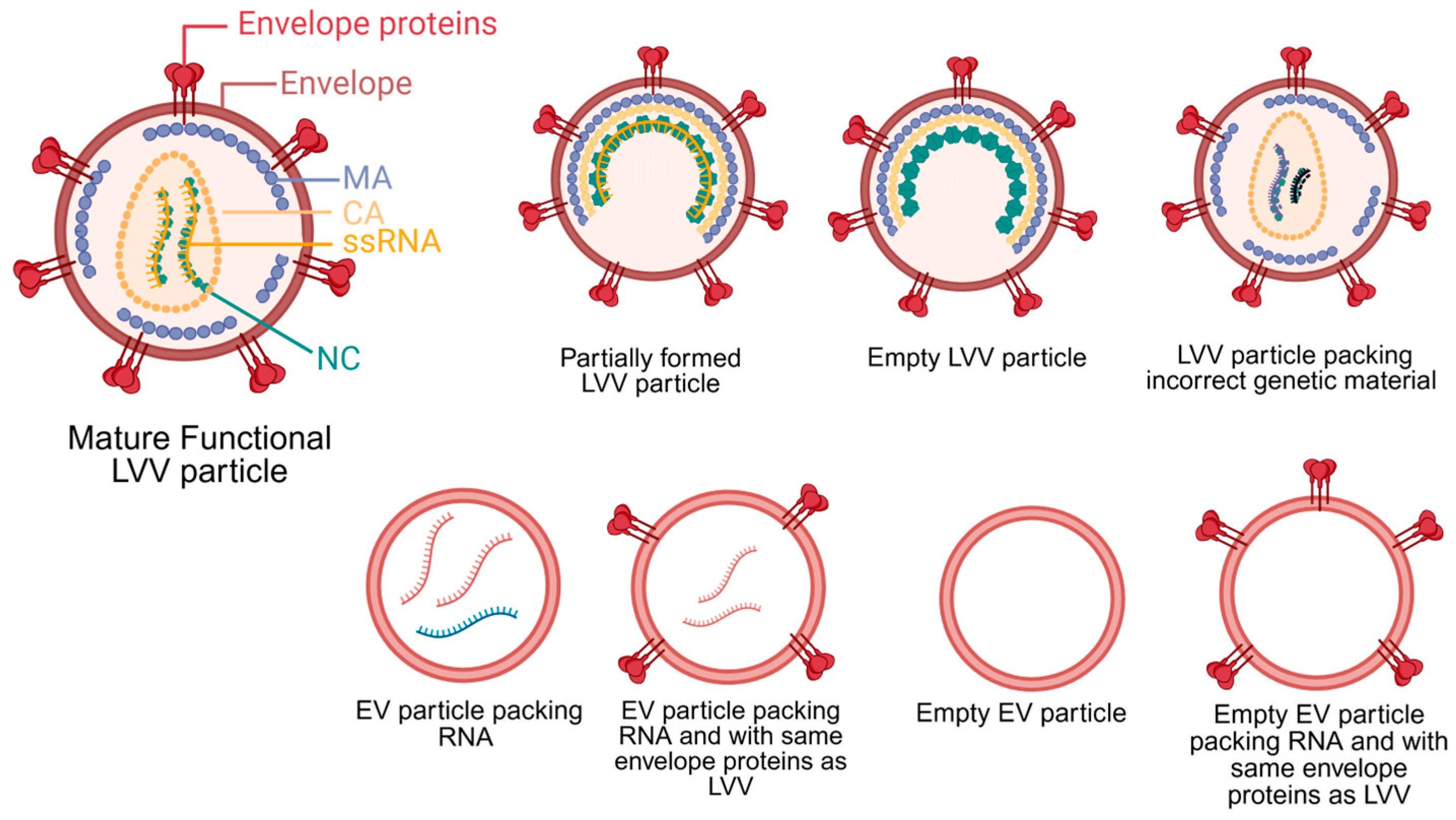 Biomedicines 14 00369 g001