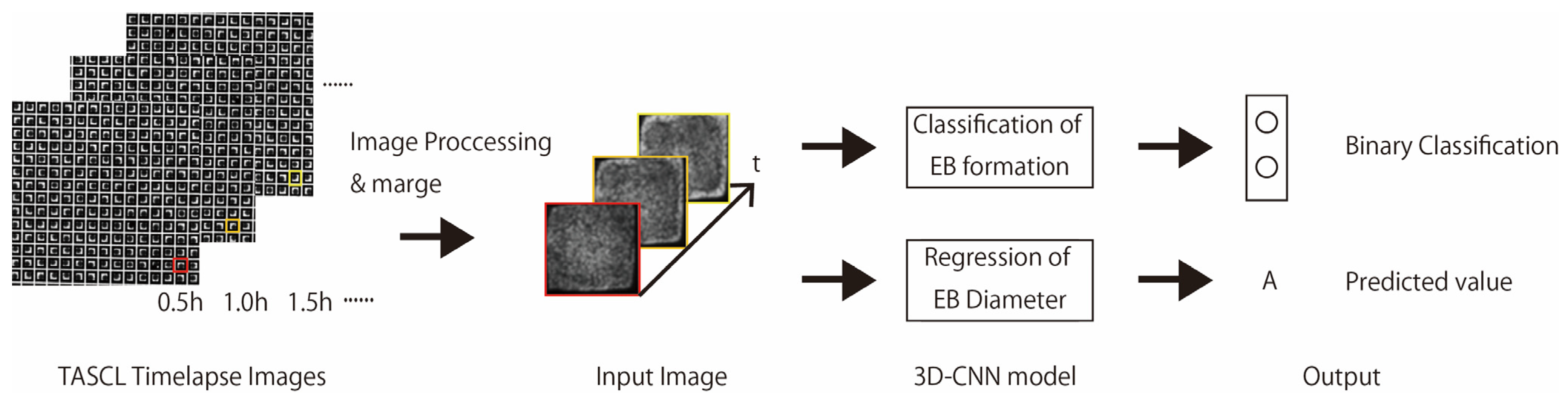 Biomedicines 14 00445 g001 Biomedicines 14 00445 g001