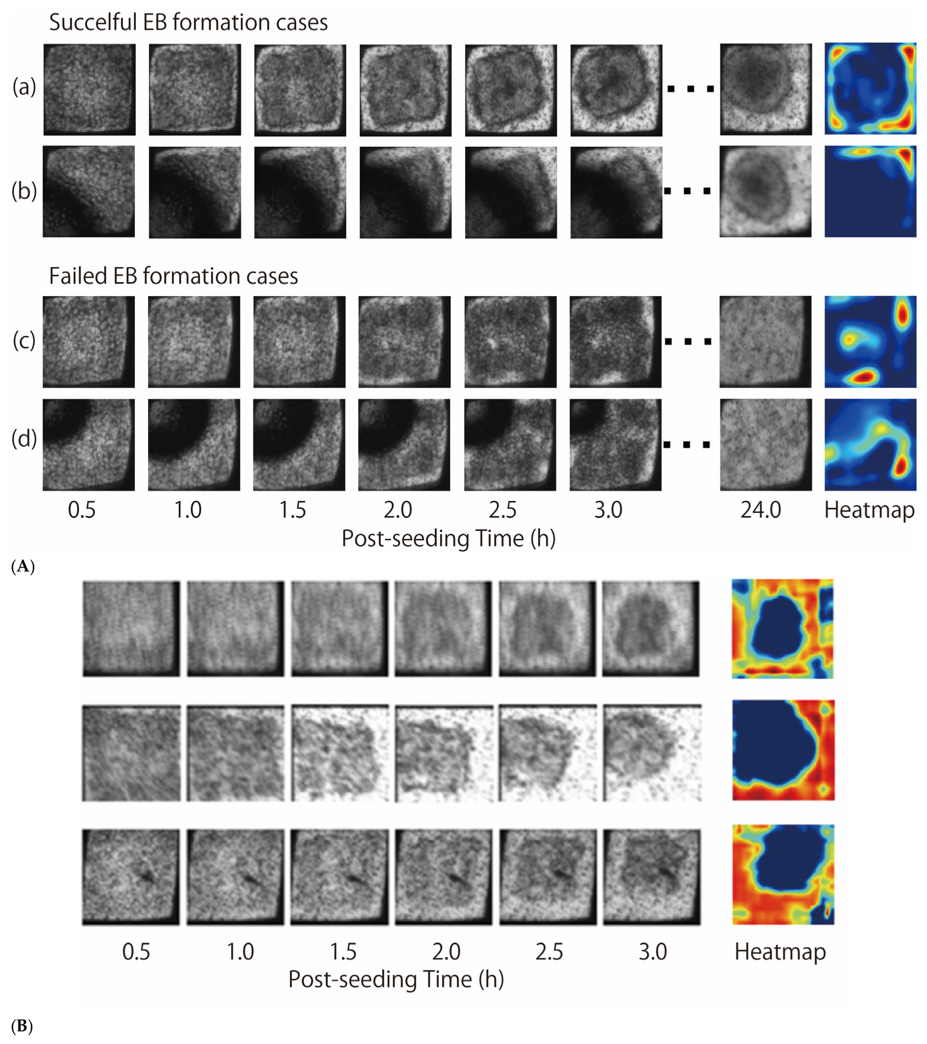 Biomedicines 14 00445 g003 Biomedicines 14 00445 g003