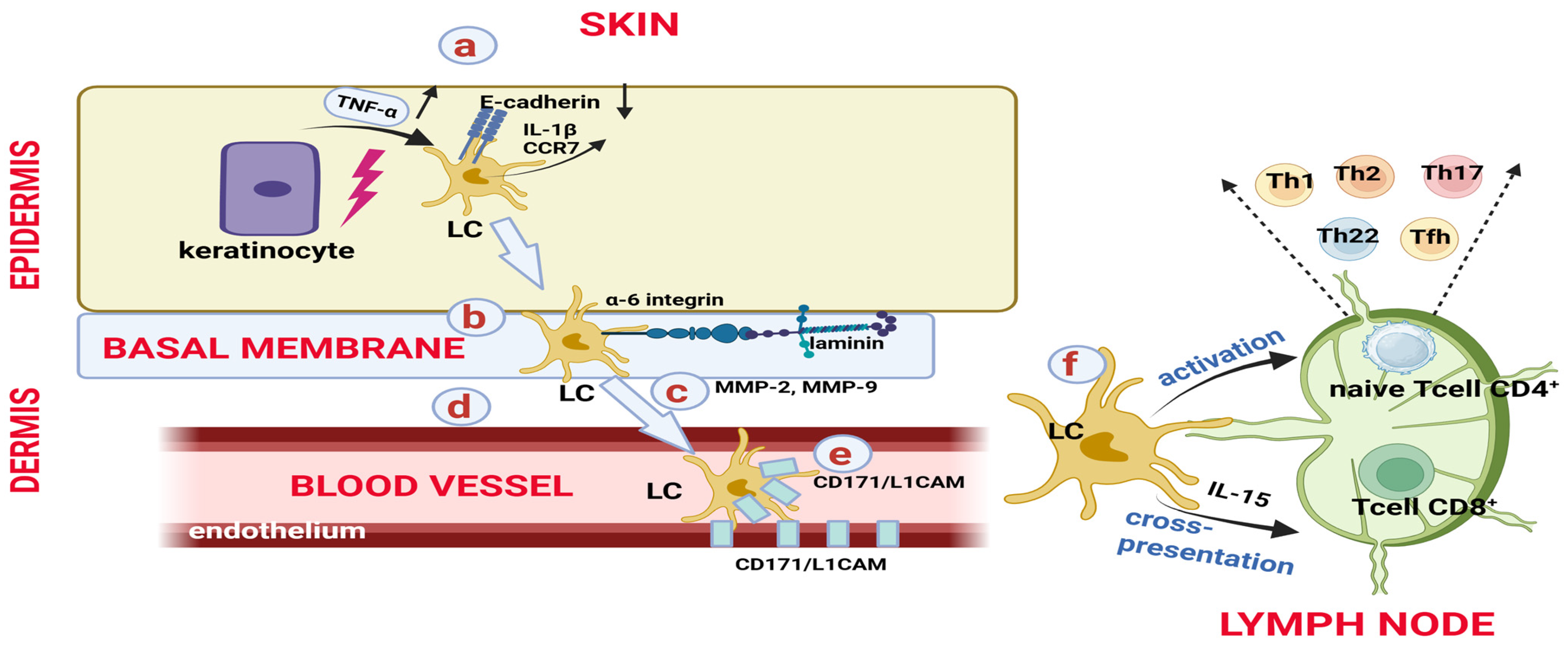 Biomedicines 14 00460 g005
