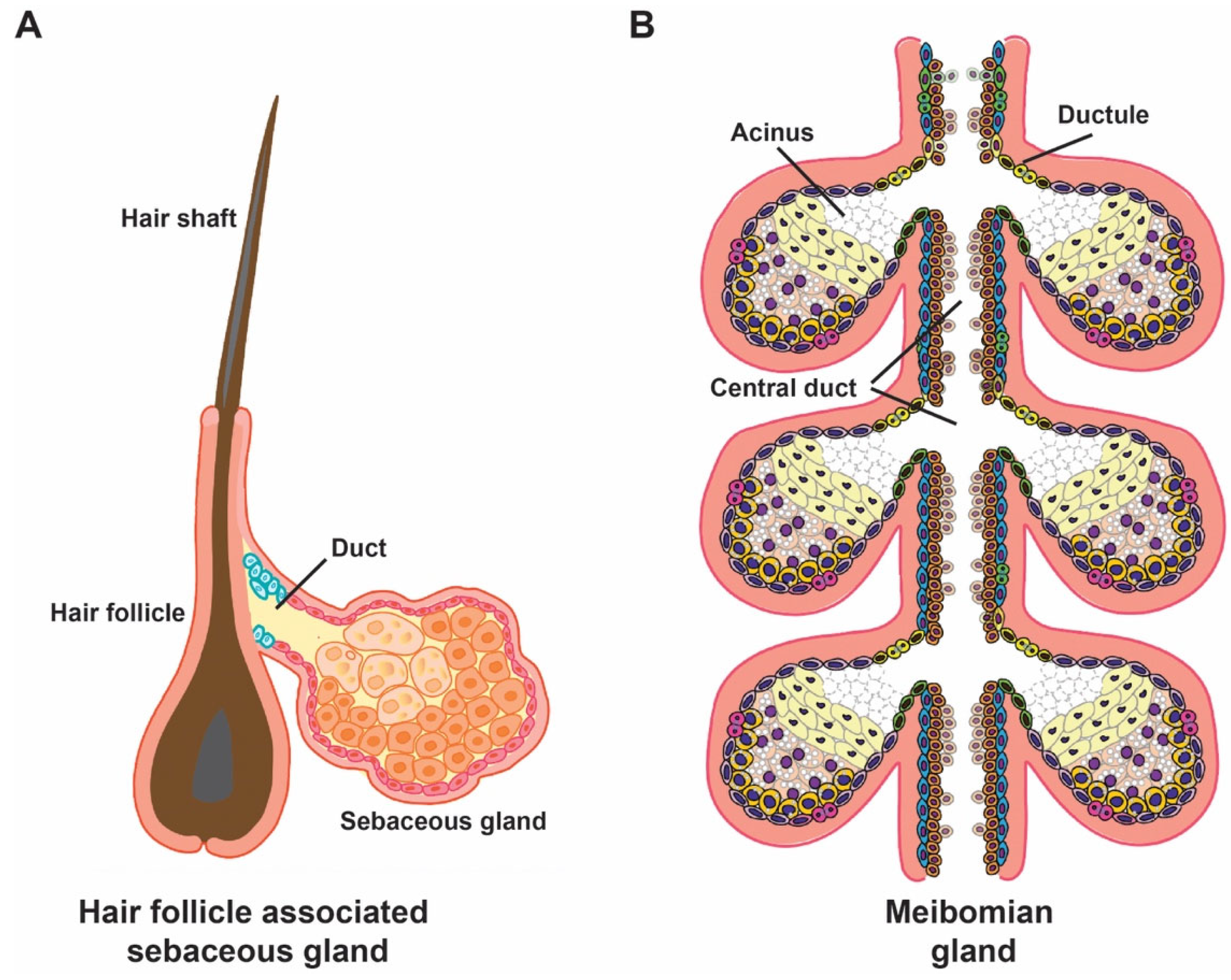 Biomedicines 14 00468 g001