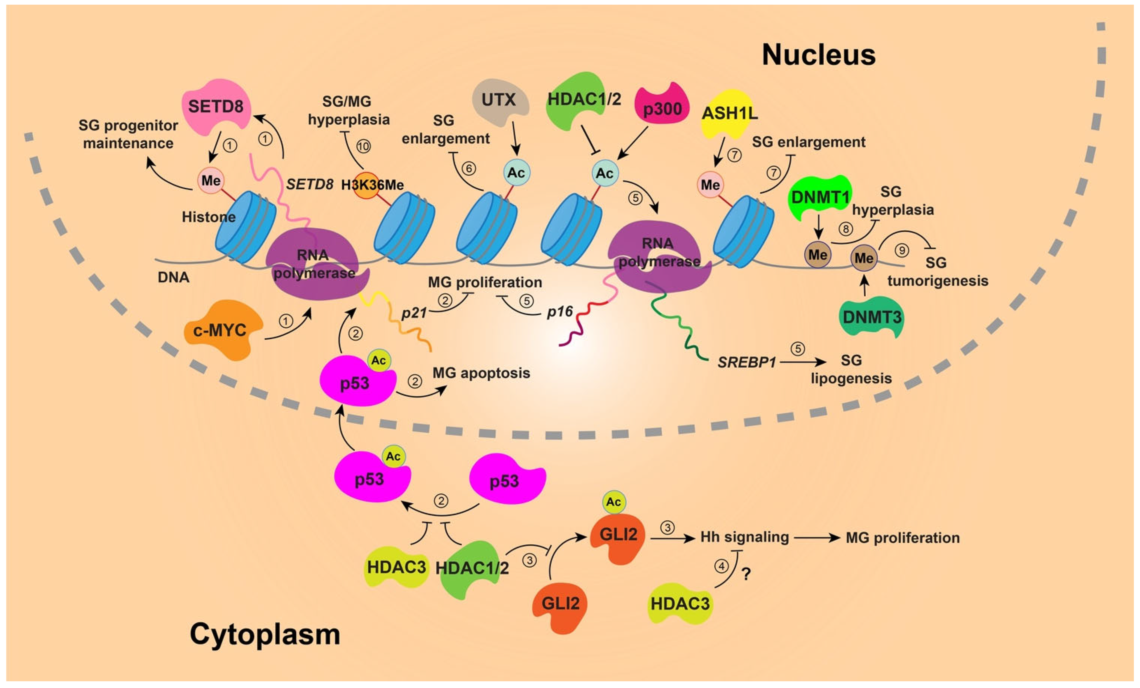 Biomedicines 14 00468 g002