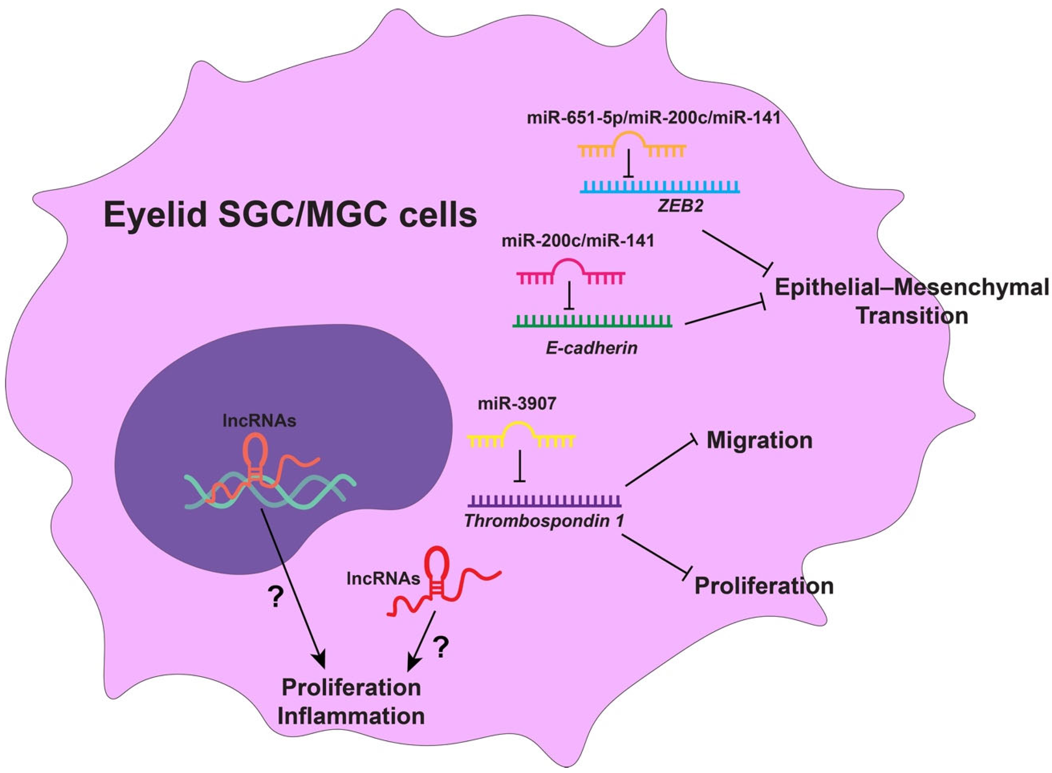 Biomedicines 14 00468 g003