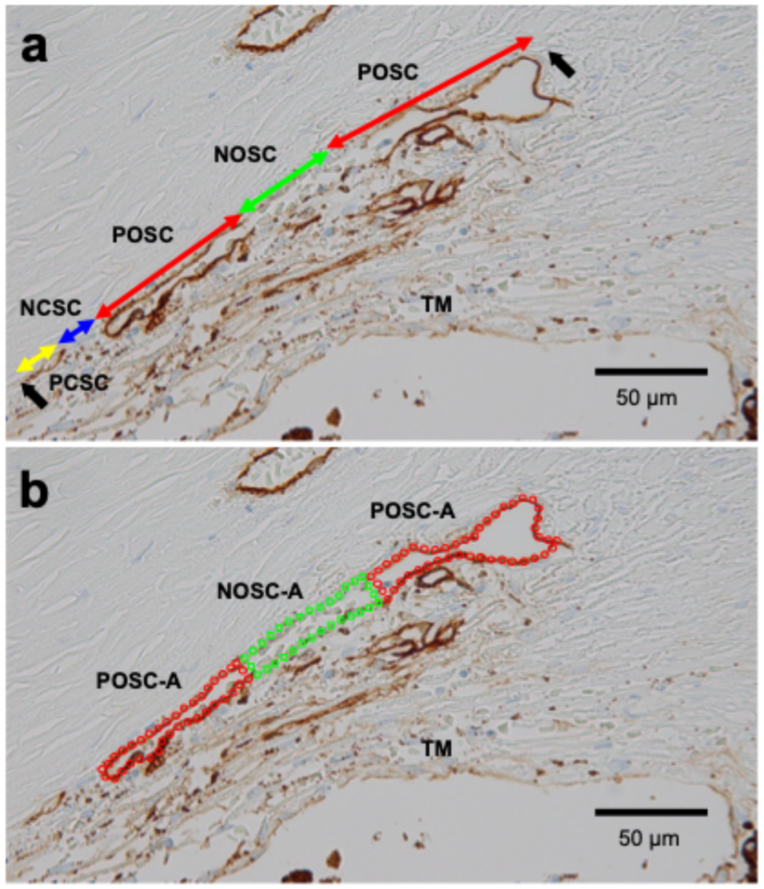 Biomedicines 14 00470 g001