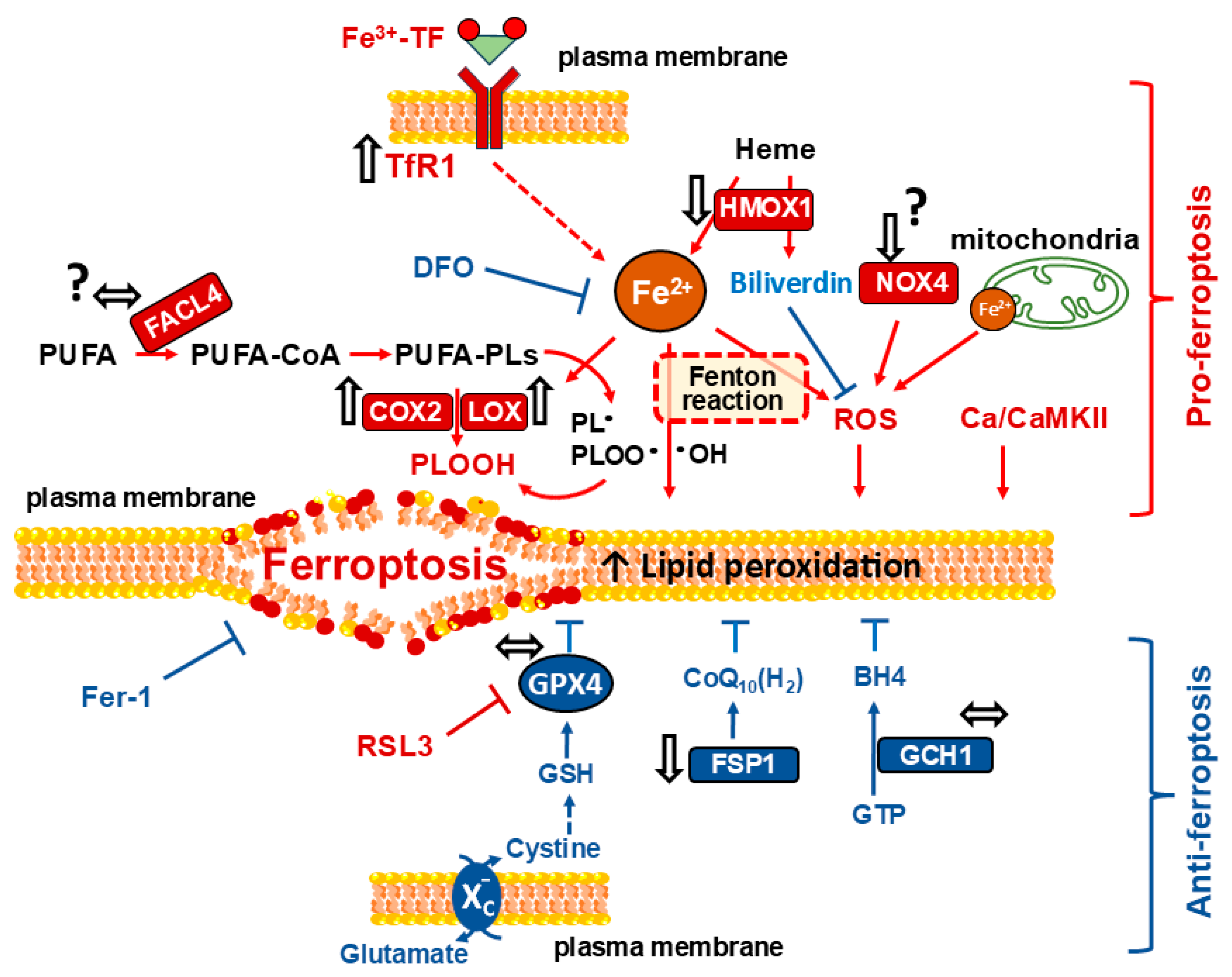 Biomedicines 14 00472 g006