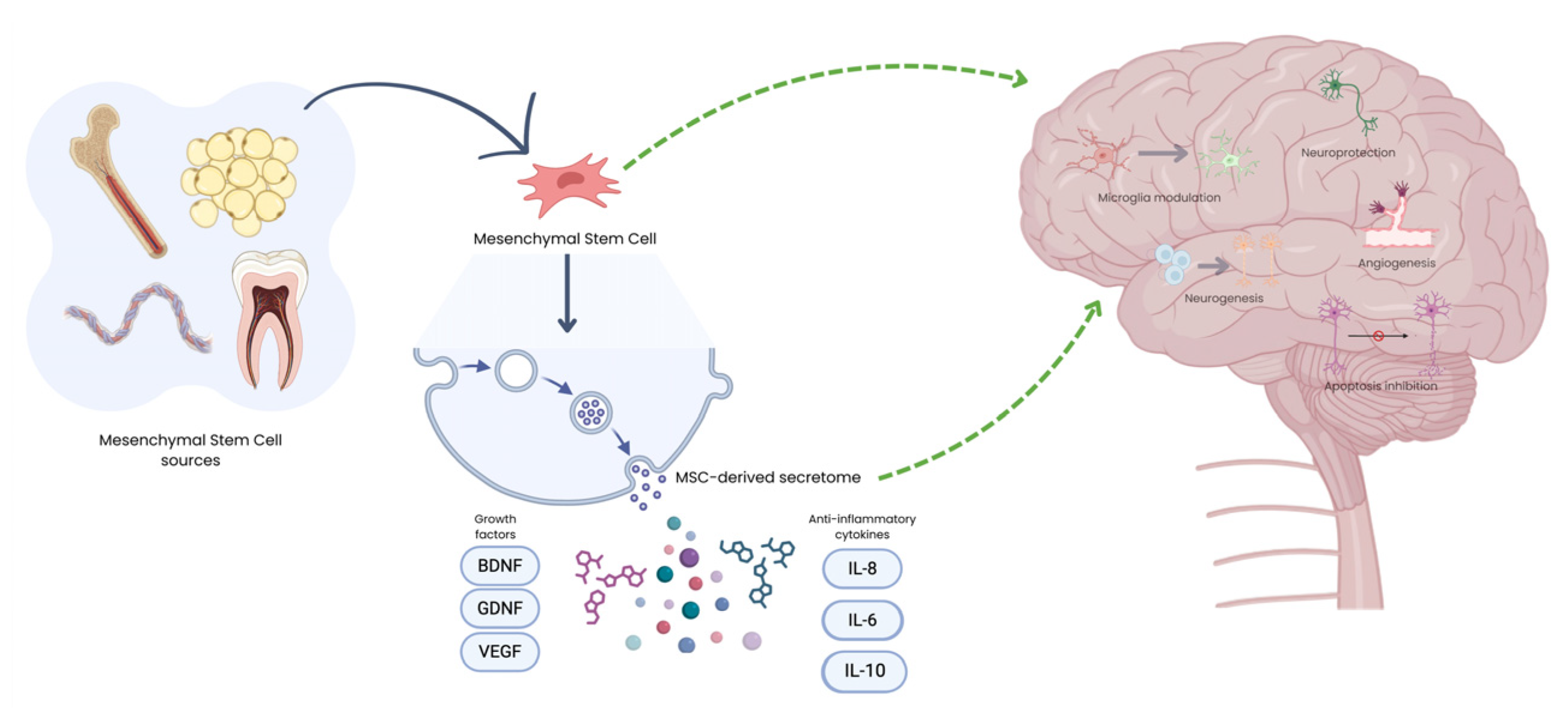 Biomedicines 14 00475 g001