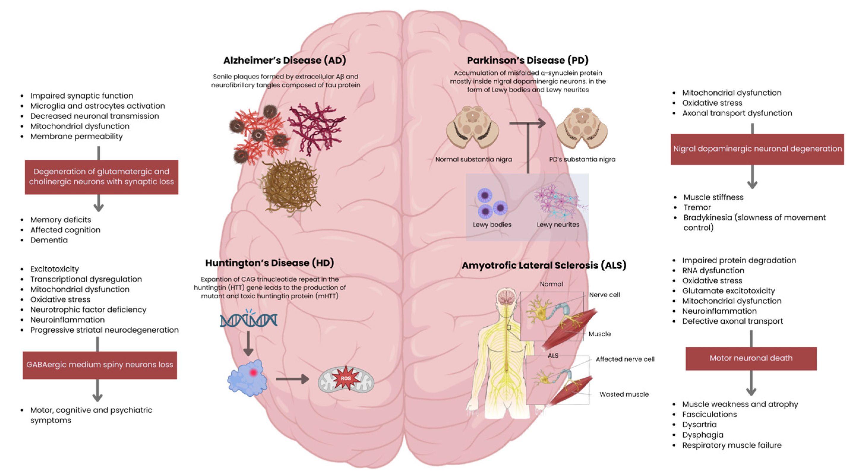 Biomedicines 14 00475 g003