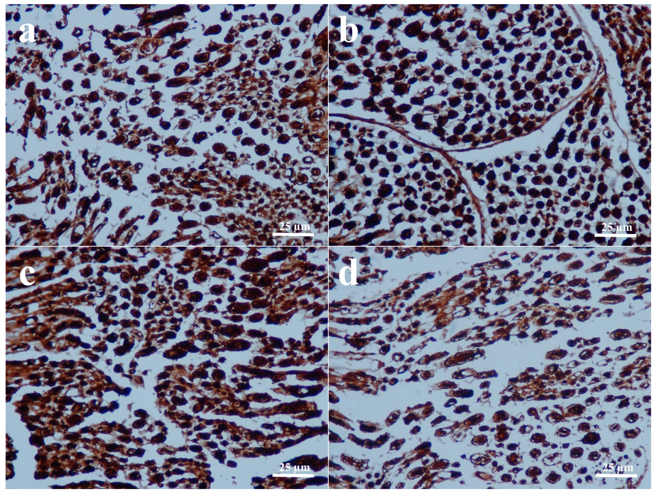 Biomedicines 14 00481 g003 Biomedicines 14 00481 g003