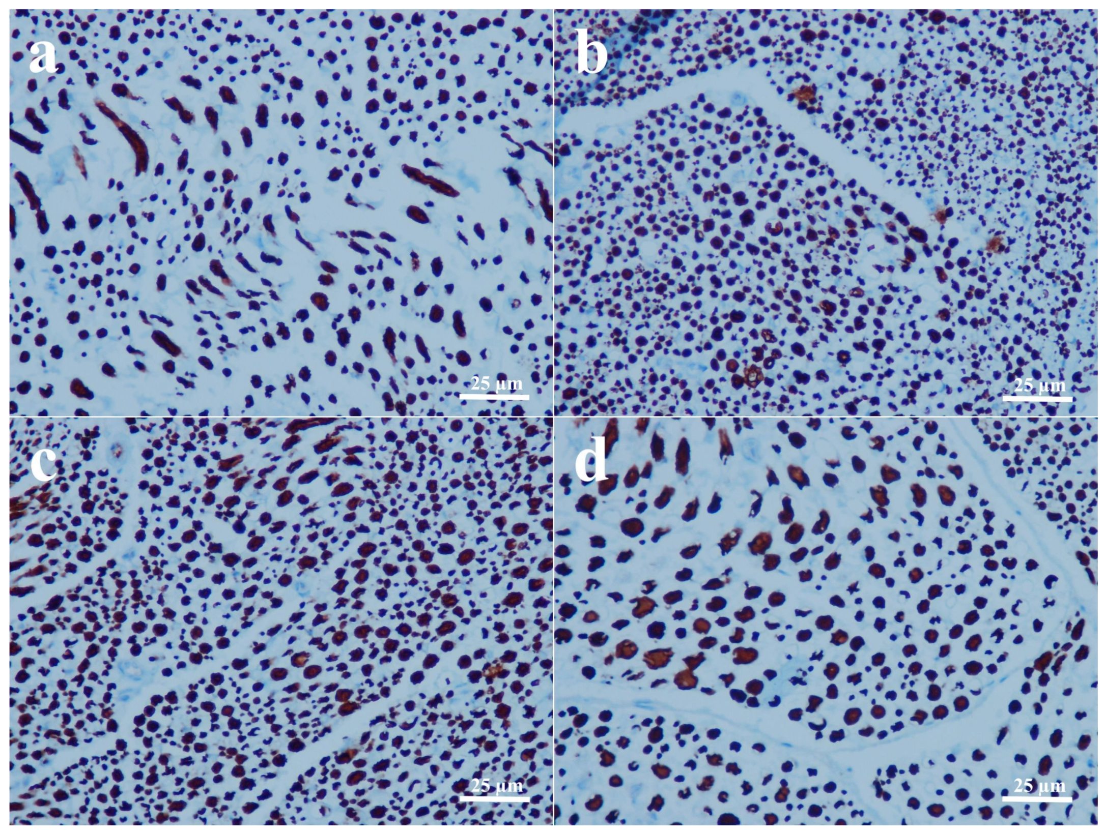 Biomedicines 14 00481 g004 Biomedicines 14 00481 g004